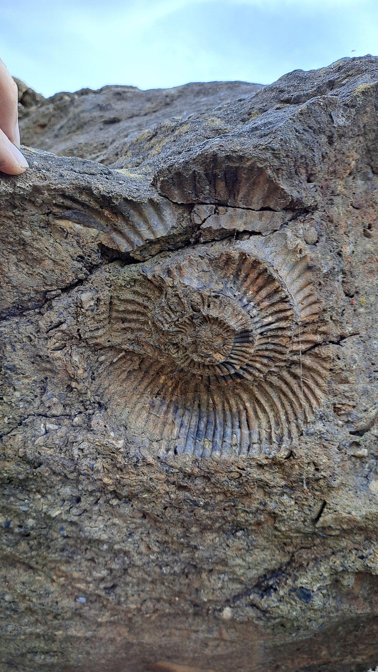 A coiled ammonite fossil, its ribbed spiral shell preserved in solid grey rock