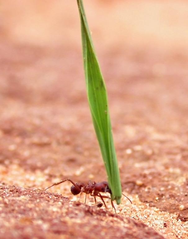 A leafcutter ant carrying a blade of grass many times its own length upright across bare ground
