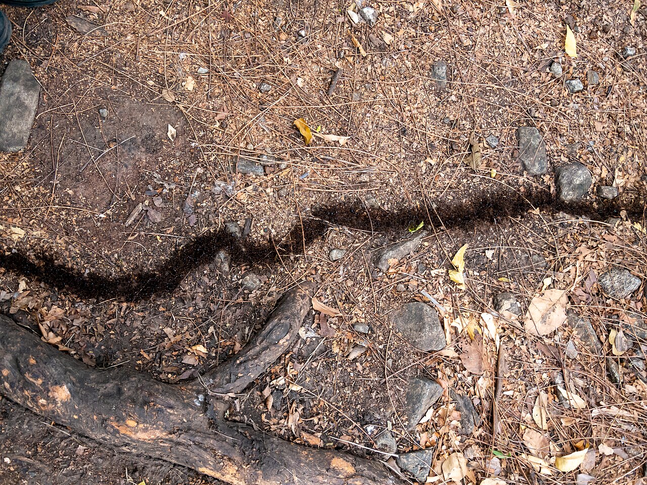 A dense dark column of ants streaming along a single narrow route across a forest floor of twigs and dry leaves