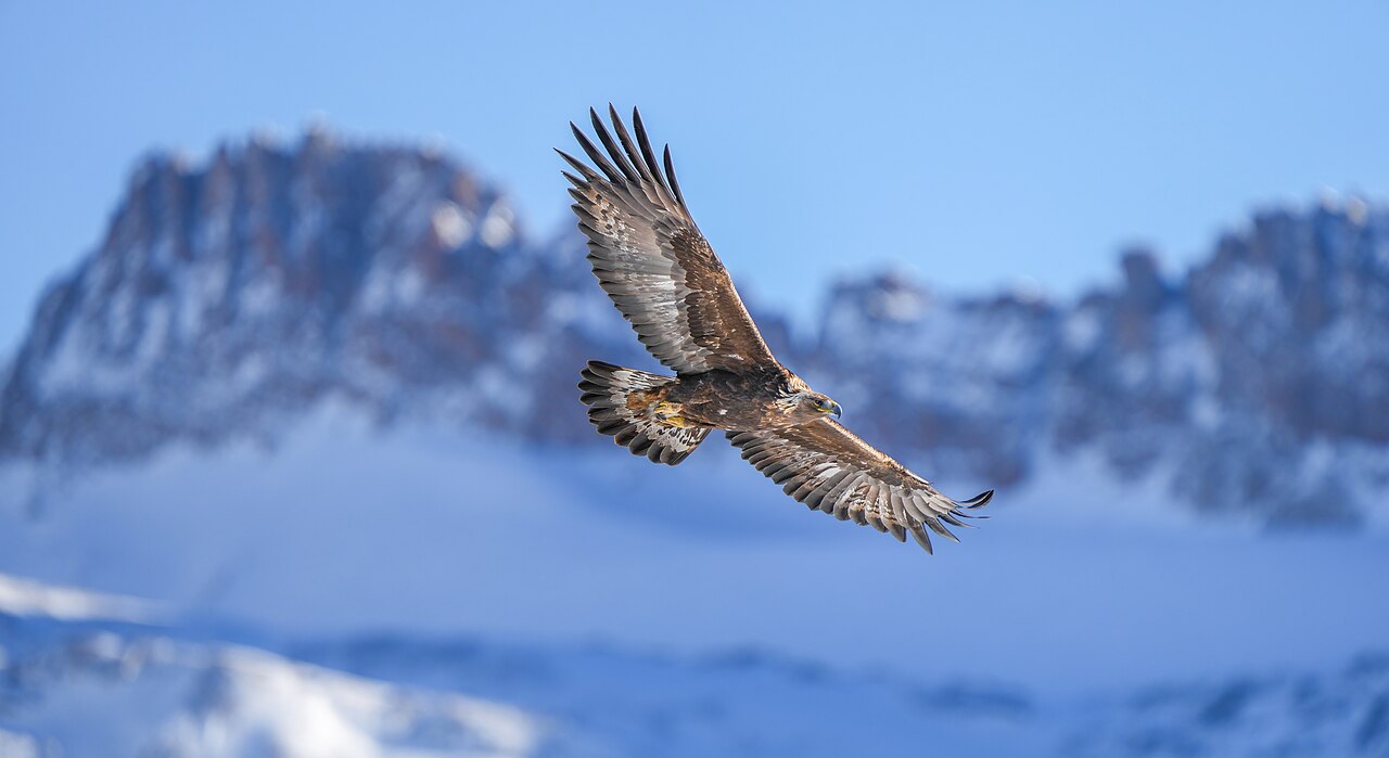 A golden eagle, a top predator that is naturally rare.