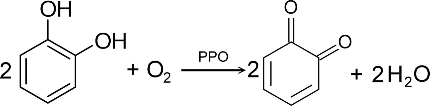 Chemical equation: a colourless phenol plus oxygen, sped up by the enzyme PPO, becomes a brown quinone and water, the reaction that browns a cut apple.