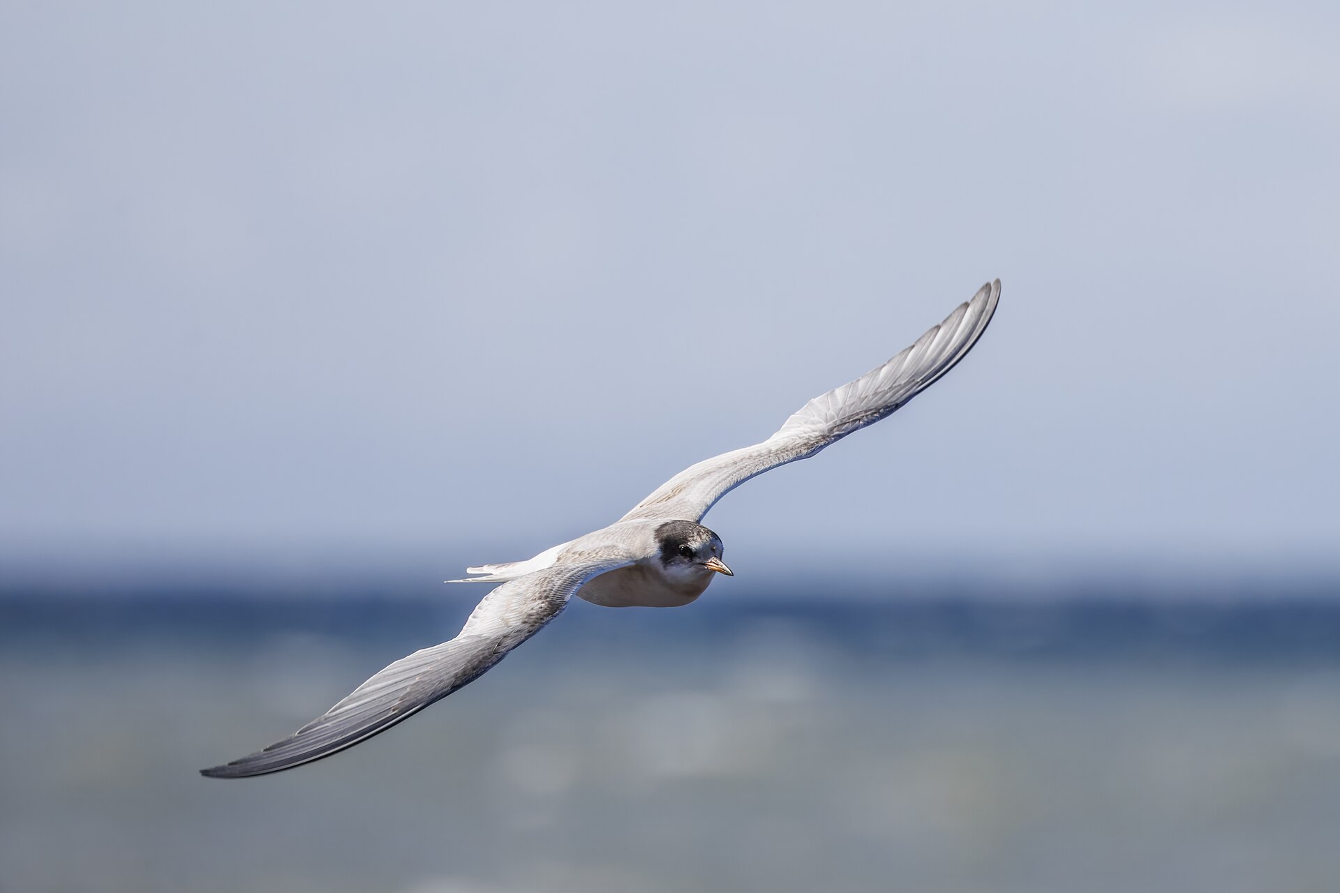 An Arctic tern gliding low over the sea with its long narrow wings spread wide, a bird that crosses the world twice a year