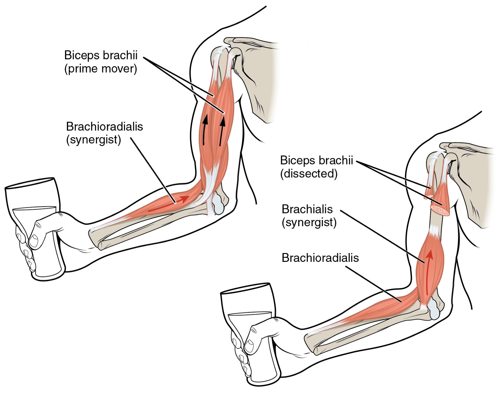 A diagram of the arm's muscles bending the elbow to lift a glass.