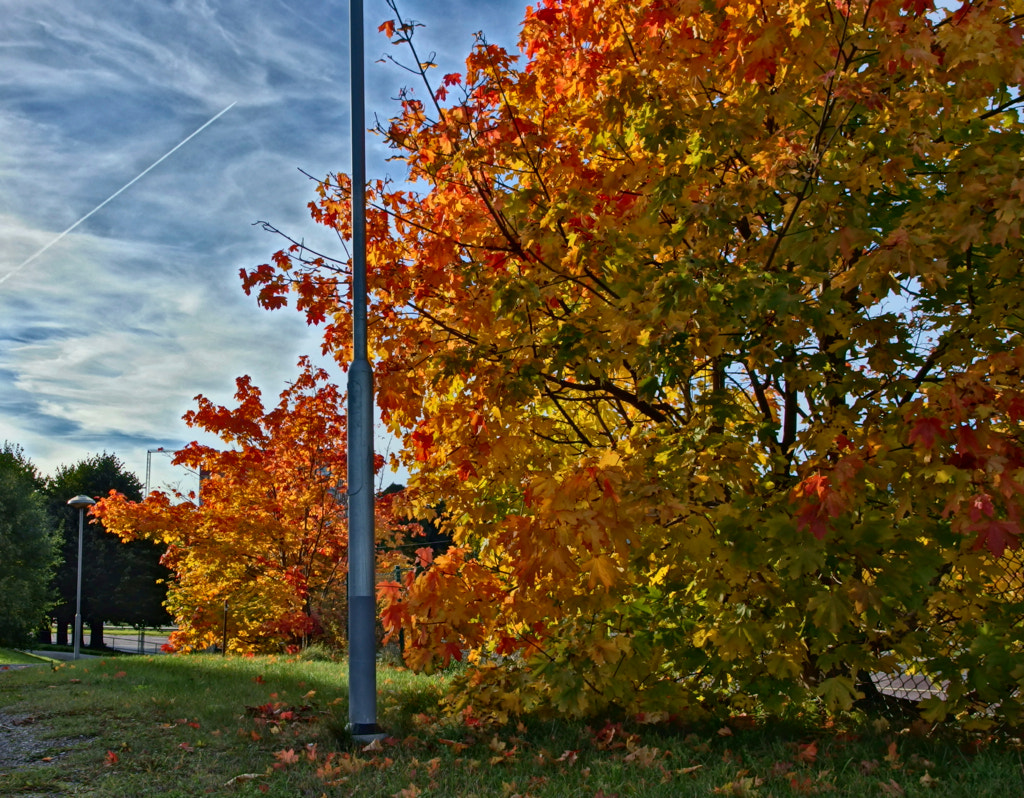 Trees ablaze with autumn colours