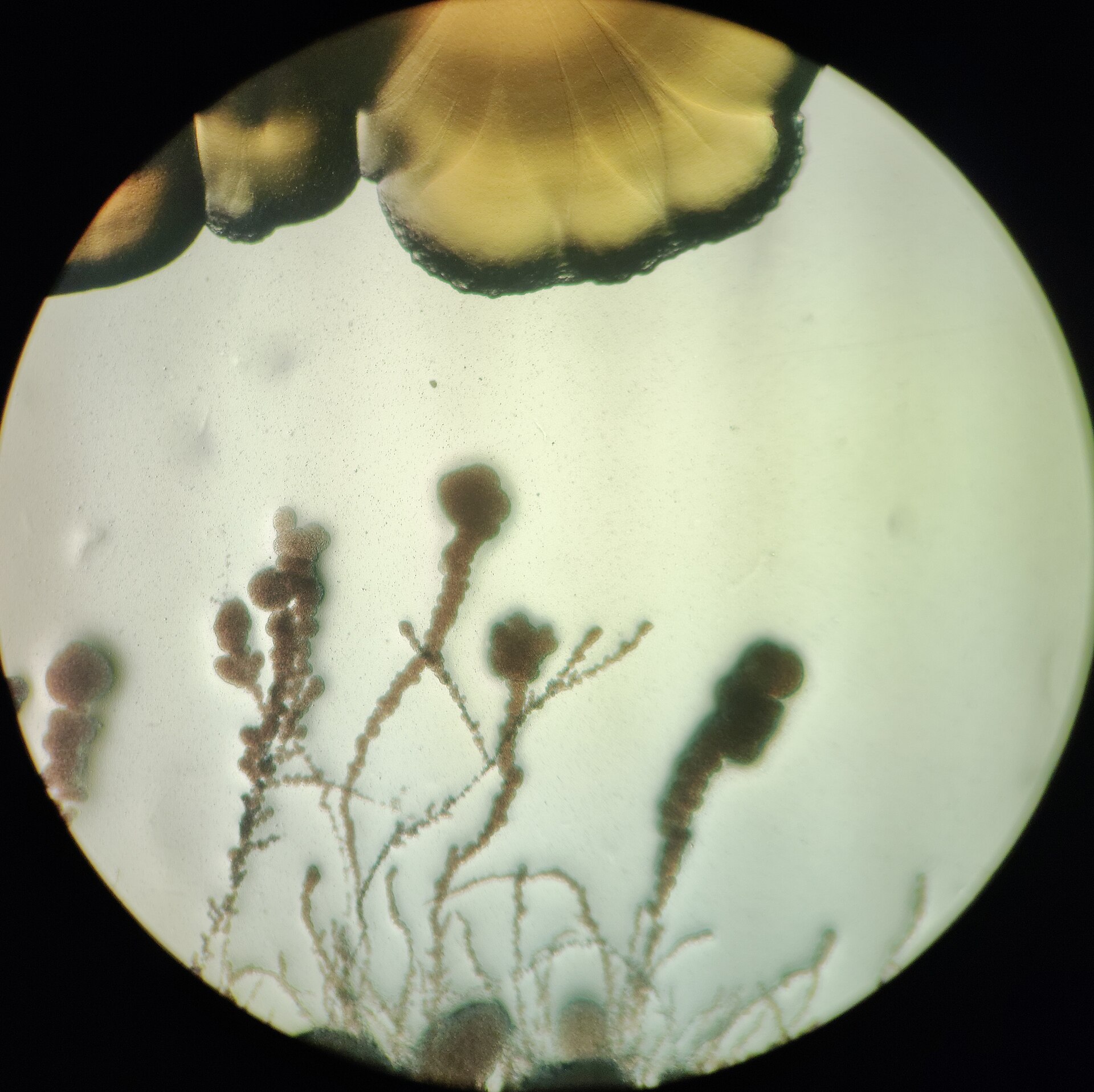The view down a microscope: pale colonies of microbes growing on a culture plate, magnified into branching shapes.