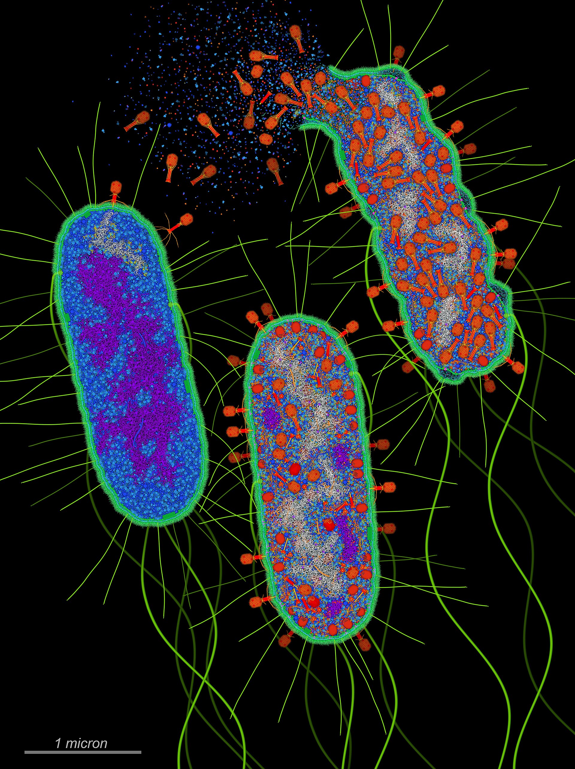 An illustration of bacteriophage viruses, drawn as little orange landers, sitting on bacteria and filling them with copies of themselves