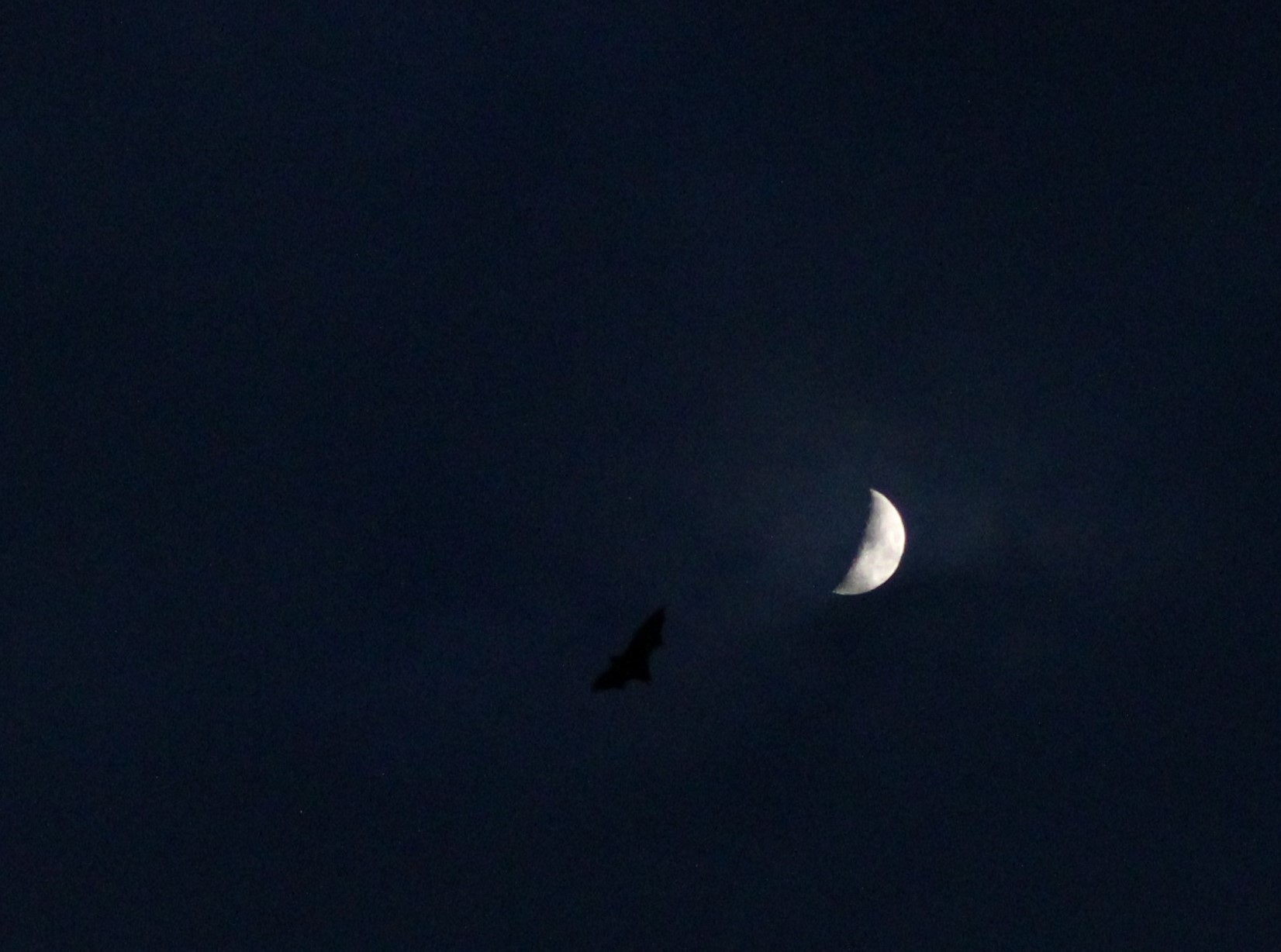 A bat in flight, silhouetted against a crescent moon in a deep blue night sky.