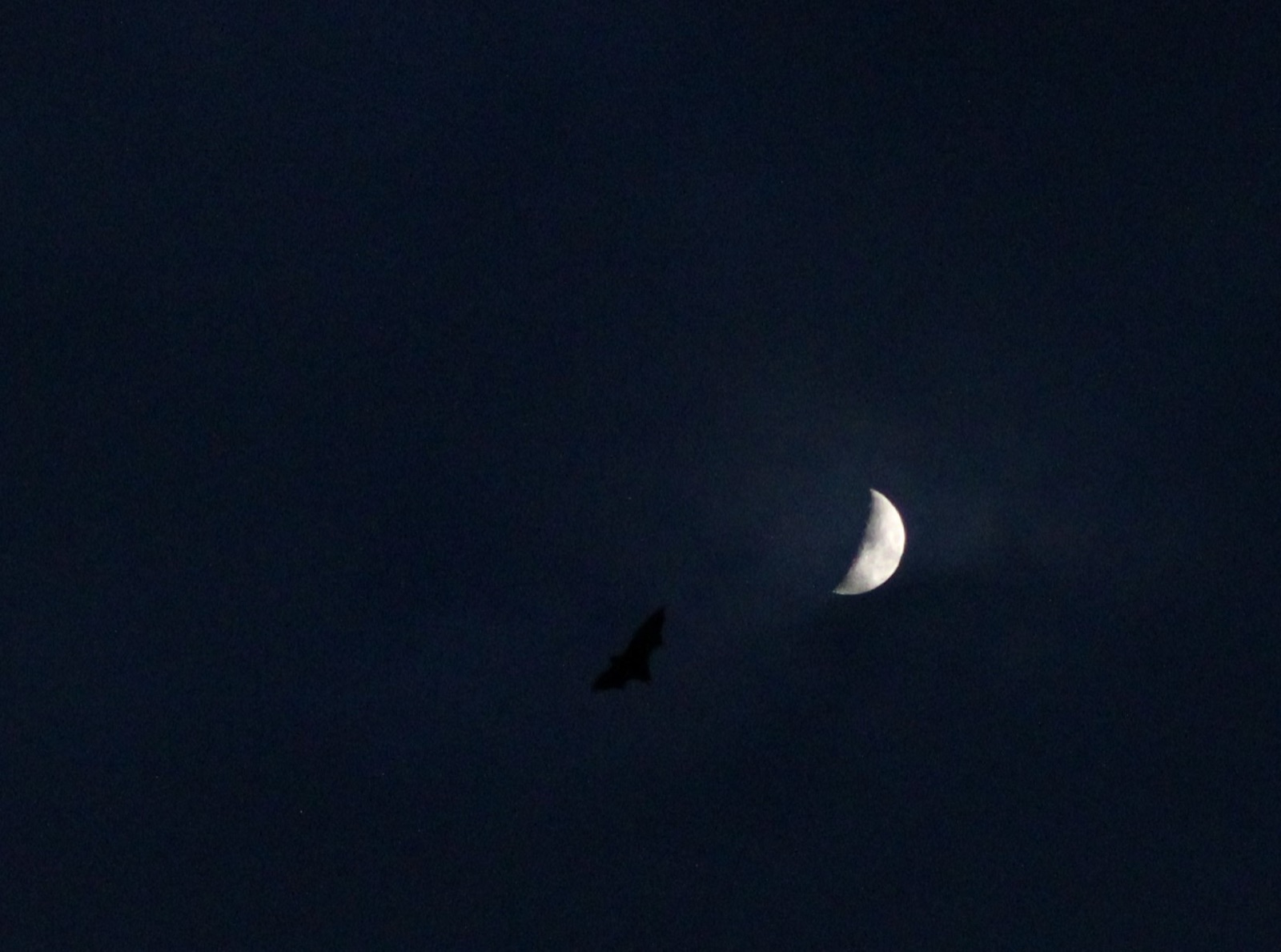 The dark silhouette of a bat flying across the night sky beside a crescent moon.