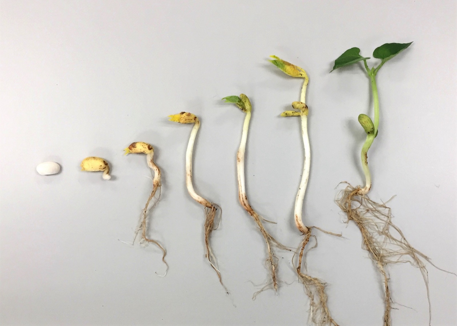 A row of bean seeds at stages of germination, from a dry bean to a sprout with a root, shoot and first green leaves.