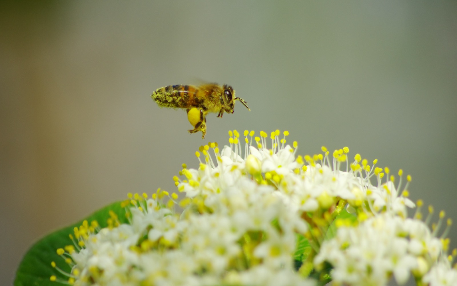 A honeybee hovering over white blossom, its legs and body dusted with yellow pollen.