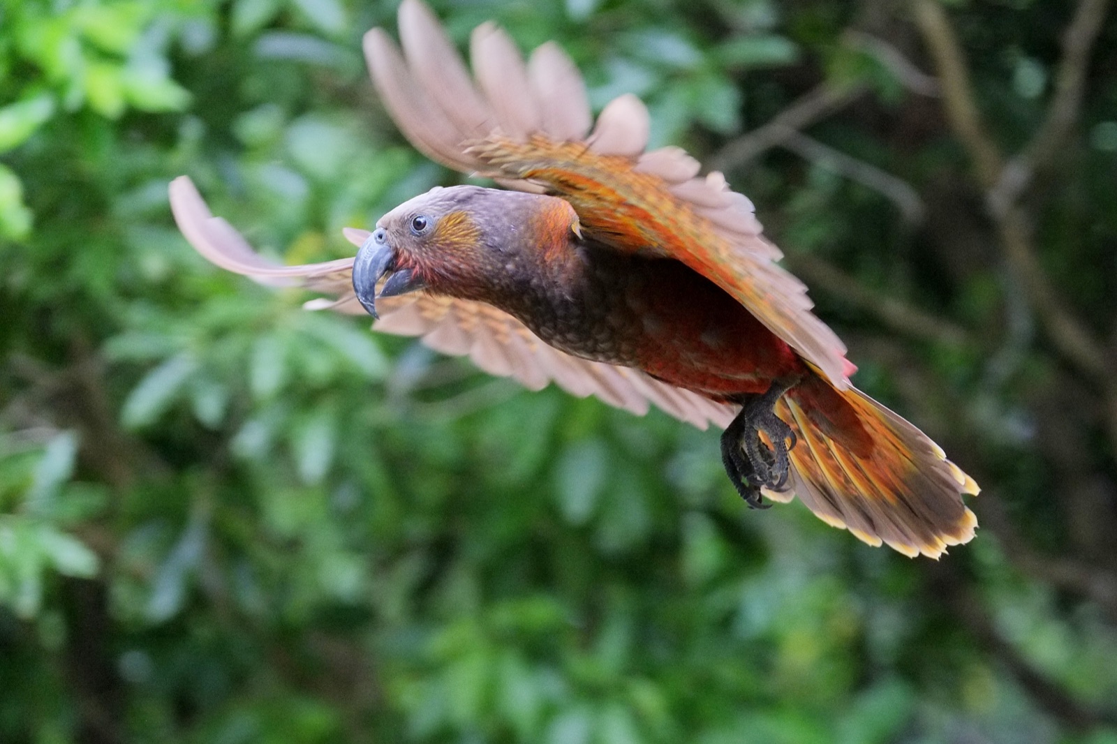 A kaka (a New Zealand parrot) in mid-flight with its wings spread wide.