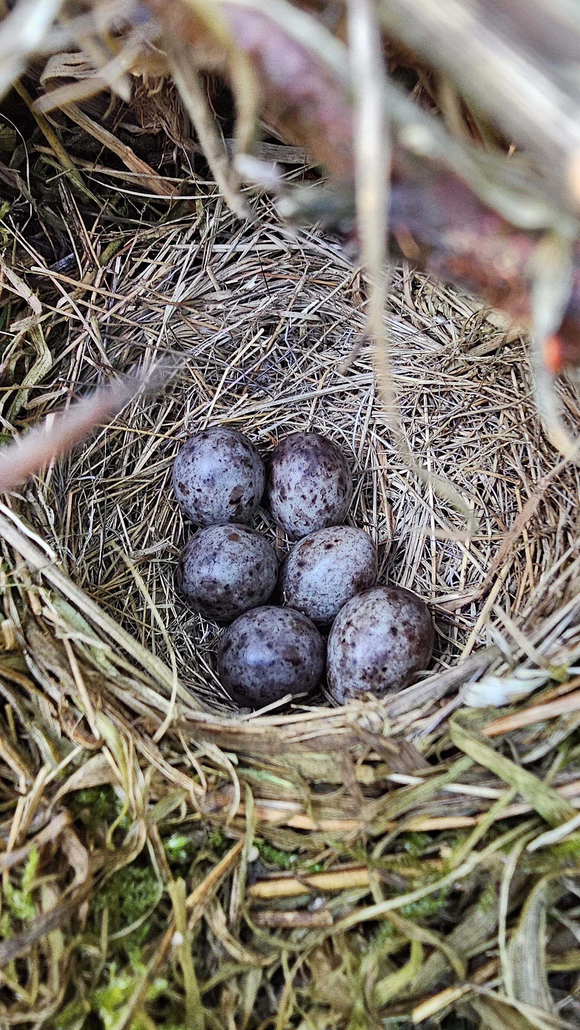 Six small speckled eggs sitting in a neat cup-shaped nest woven from dry grass.
