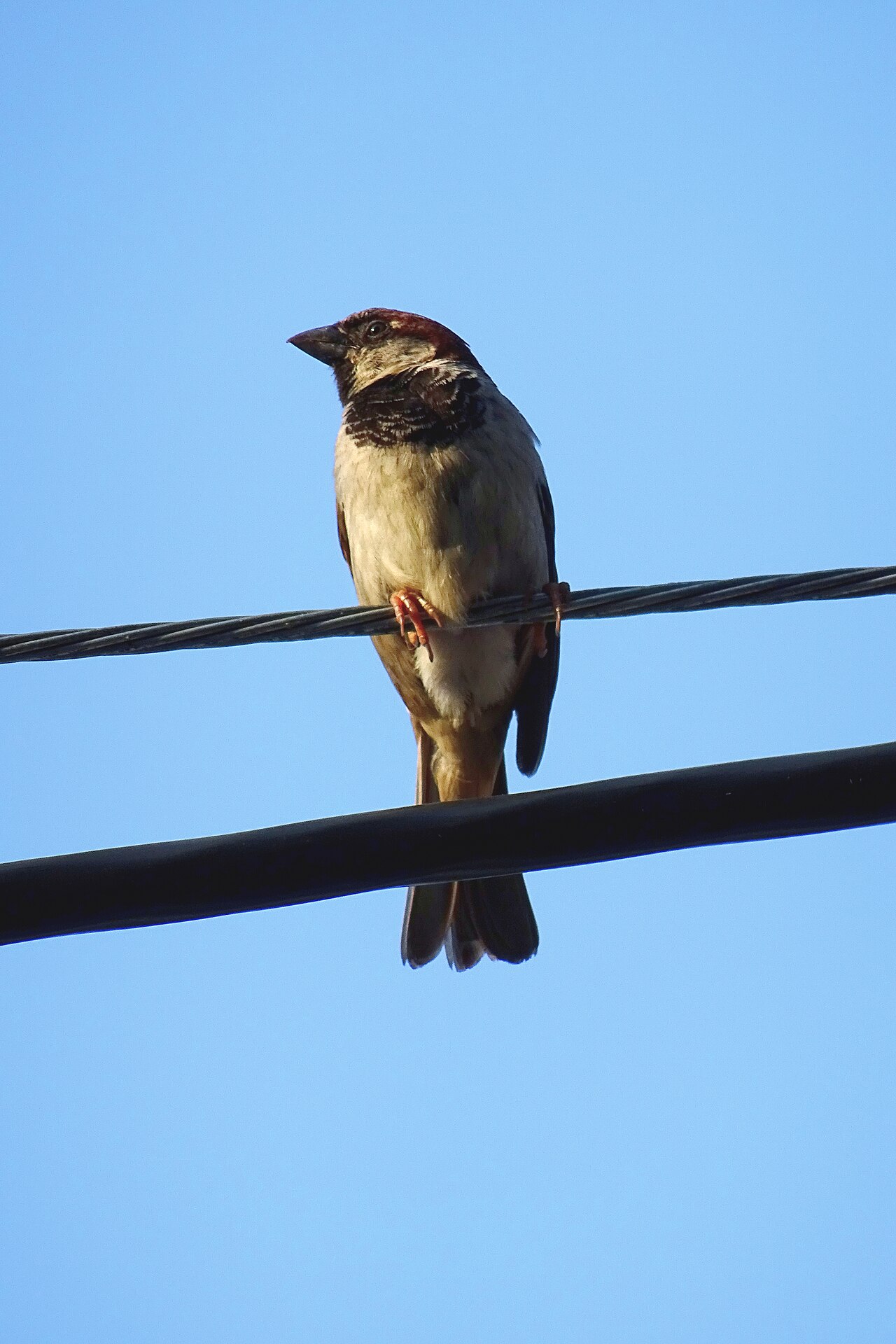 A small bird perched safely on a power line.