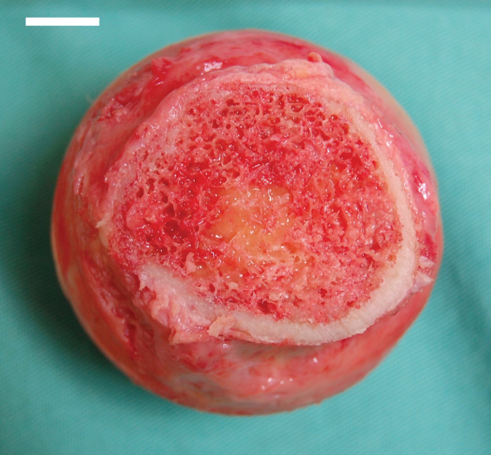 A bone cut across the middle, showing the pale hard outer shell, the red spongy bone around it, and the softer marrow in the centre.