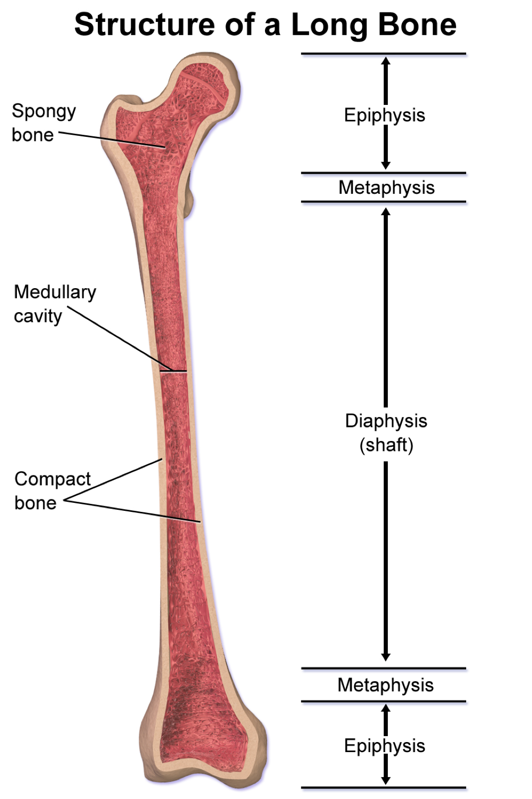 A labelled diagram of a long bone showing compact bone, spongy bone and the marrow cavity.