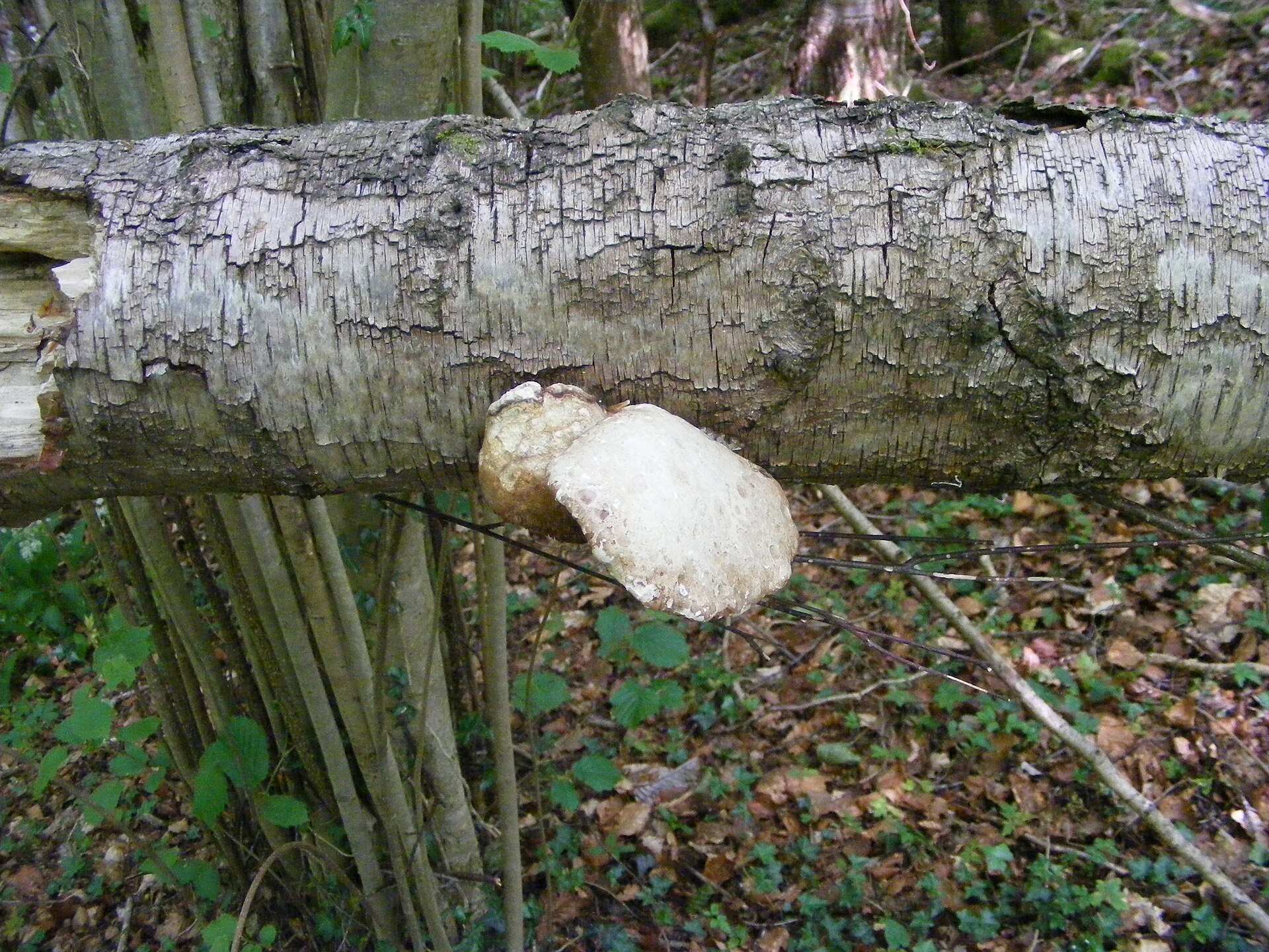A pale bracket fungus growing out of a fallen birch trunk on a woodland floor, quietly taking the dead tree apart