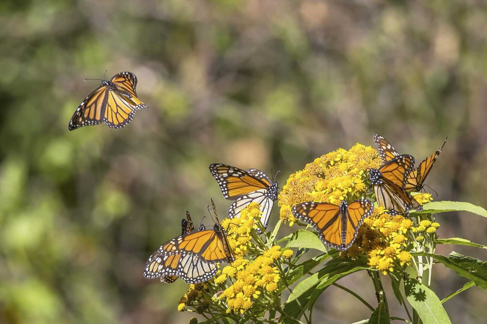 Several orange monarch butterflies fluttering around yellow flowers.