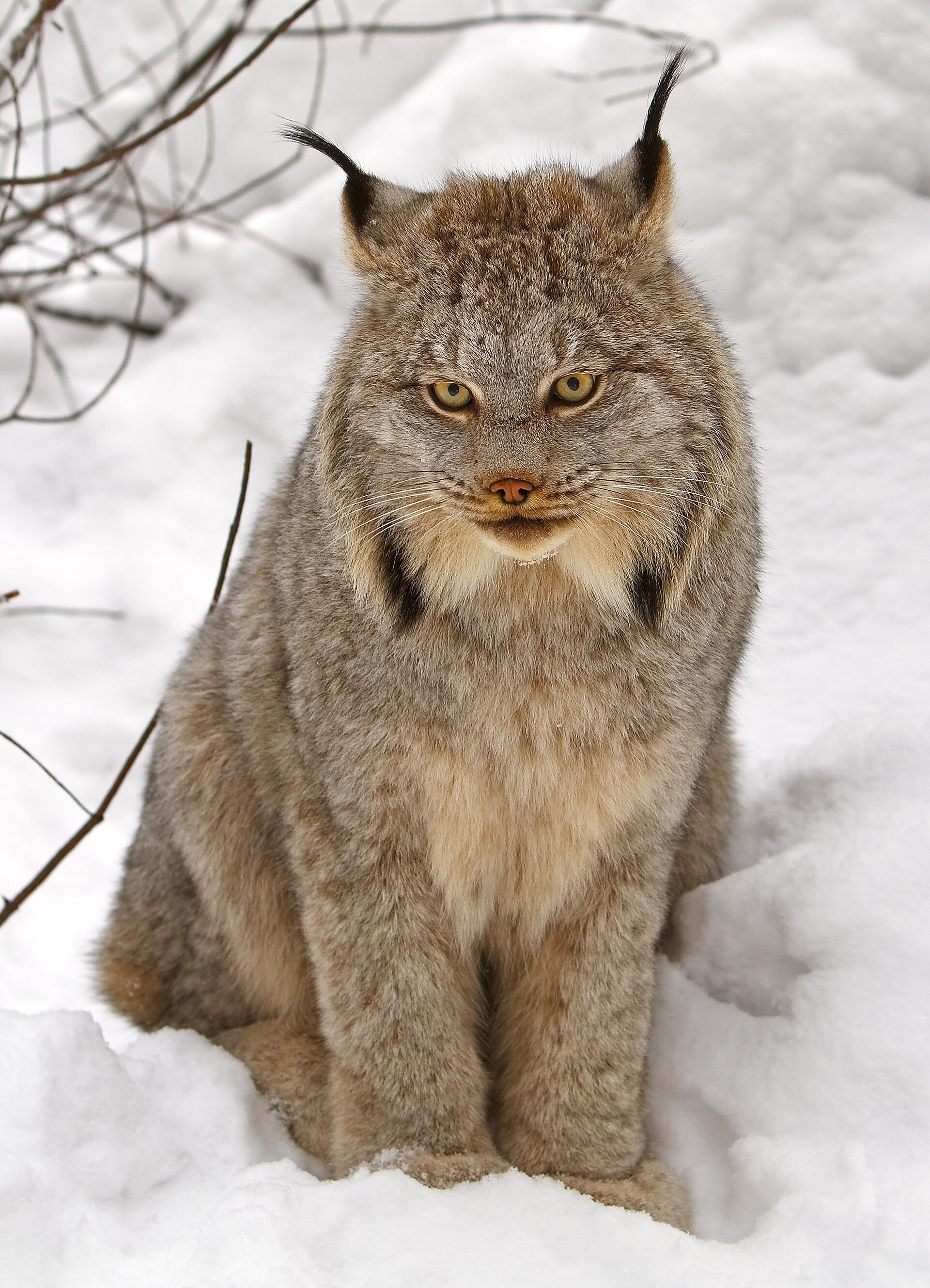 A Canada lynx sitting in deep snow, tufted ears up, one of the hunters whose numbers rise and fall with the hares it eats