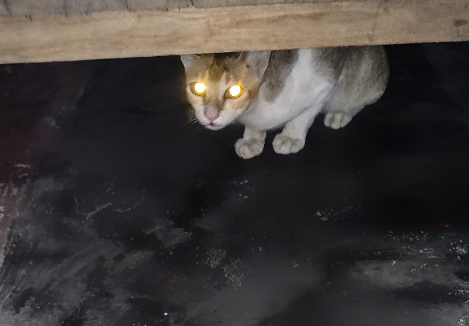 A cat crouched in the dark, its eyes shining bright yellow as light bounces back out of them.