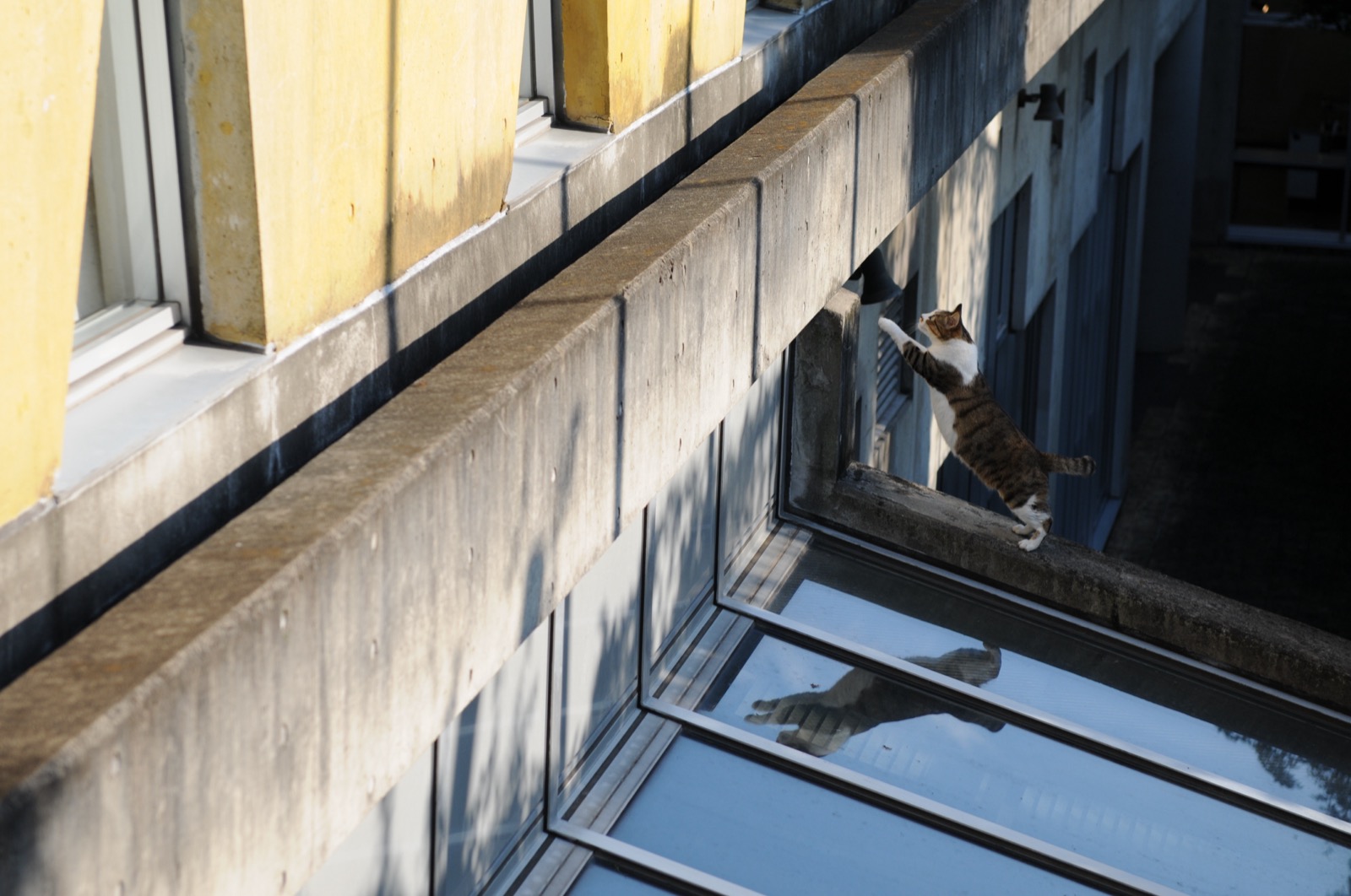 A cat leaping through the air toward a ledge.