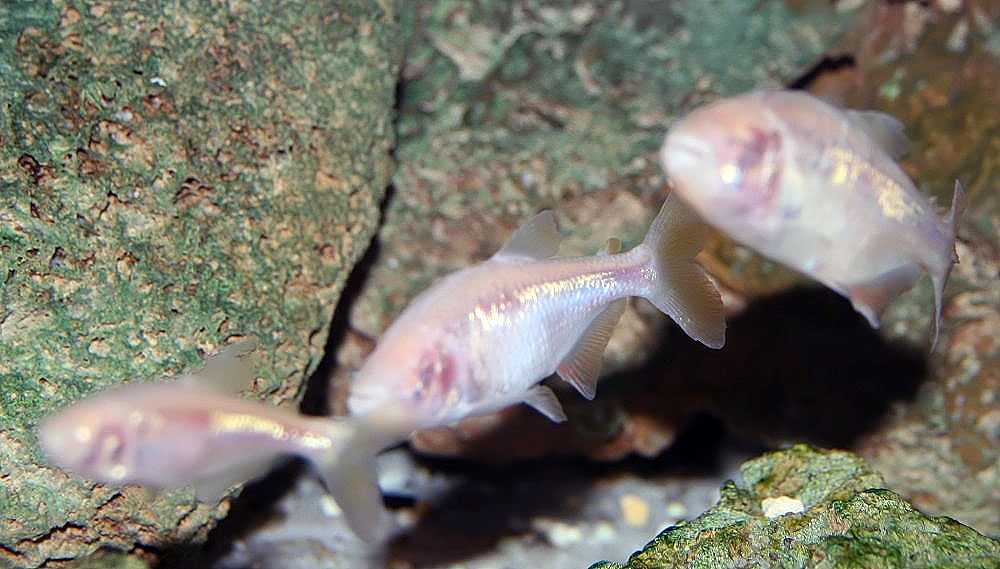 A pale blind cave fish with no visible eyes.