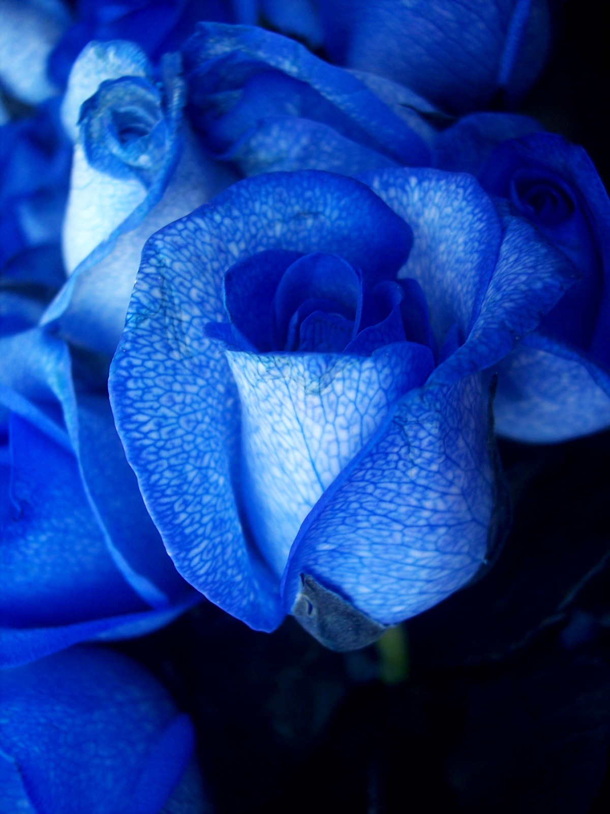 A white rose dyed blue, the colour drawn up through the flower by coloured water.