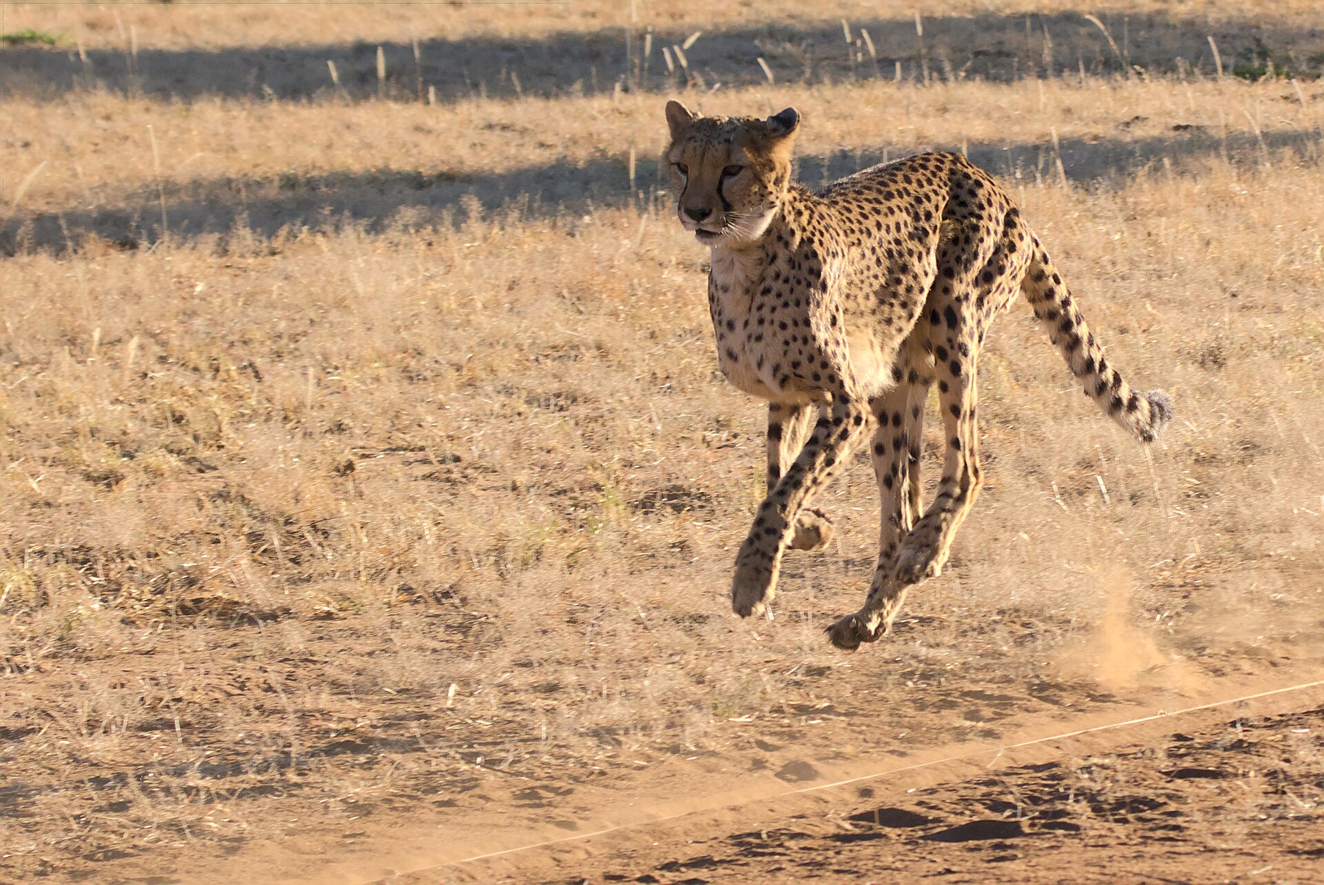 A cheetah at full stride with all four feet off the ground and its long tail streaming out behind