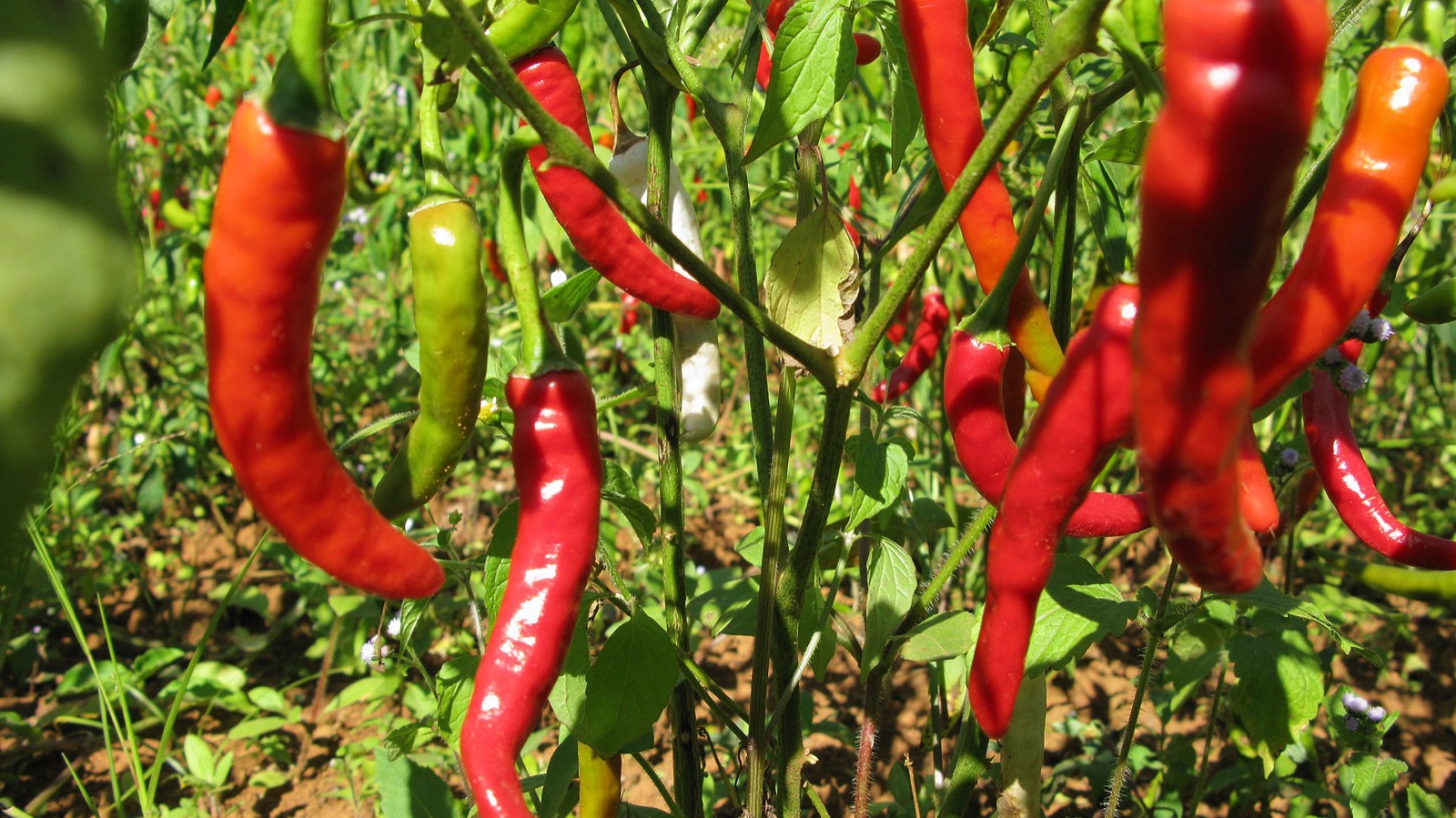 Bright red chillies hanging from a leafy chilli plant in the sun.