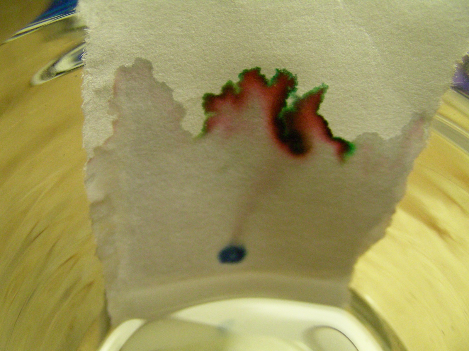 Ink-dyed water creeping upward through a strip of paper, carrying colours with it, the same capillary wicking that draws water up a paper towel.