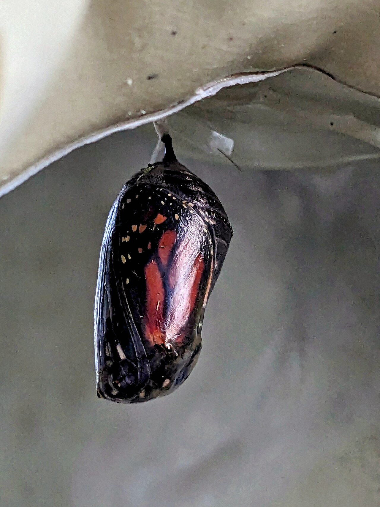 A monarch chrysalis hanging by a thread, gone dark and see-through just before emerging, with the orange and black wings visible folded inside