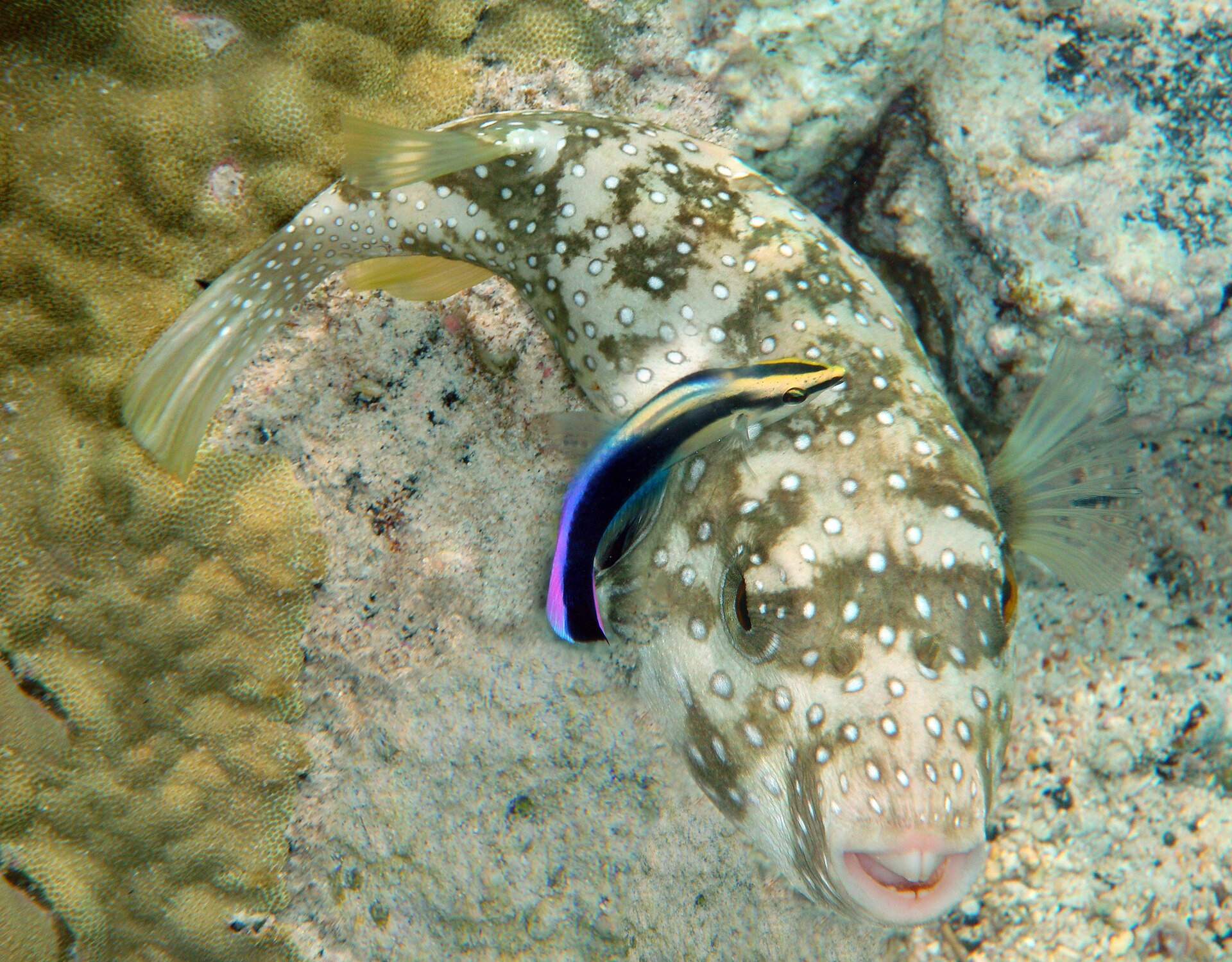 A small blue and purple cleaner wrasse working over the head of a much larger spotted pufferfish, which holds perfectly still