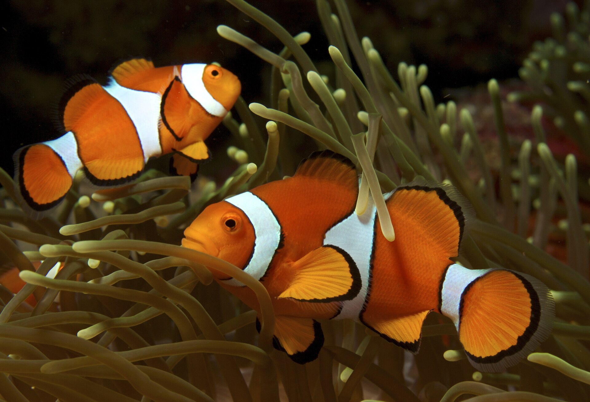 Two orange and white clownfish nestled among the pale waving tentacles of a sea anemone