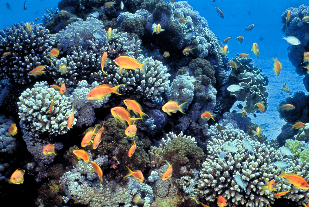 A Red Sea coral reef crowded with orange anthias fish darting among branching corals of every shape