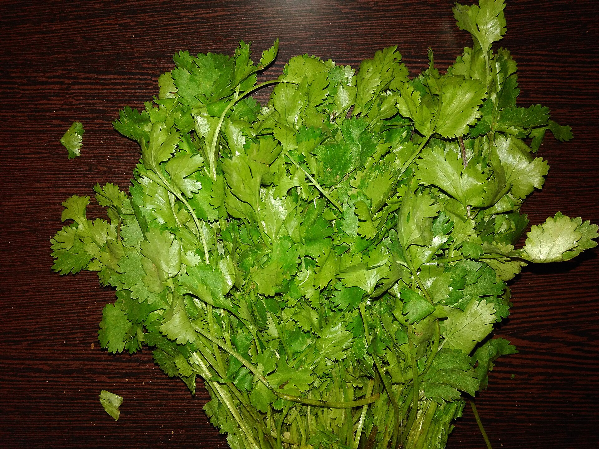 A bunch of fresh green coriander leaves spread on a dark wooden table