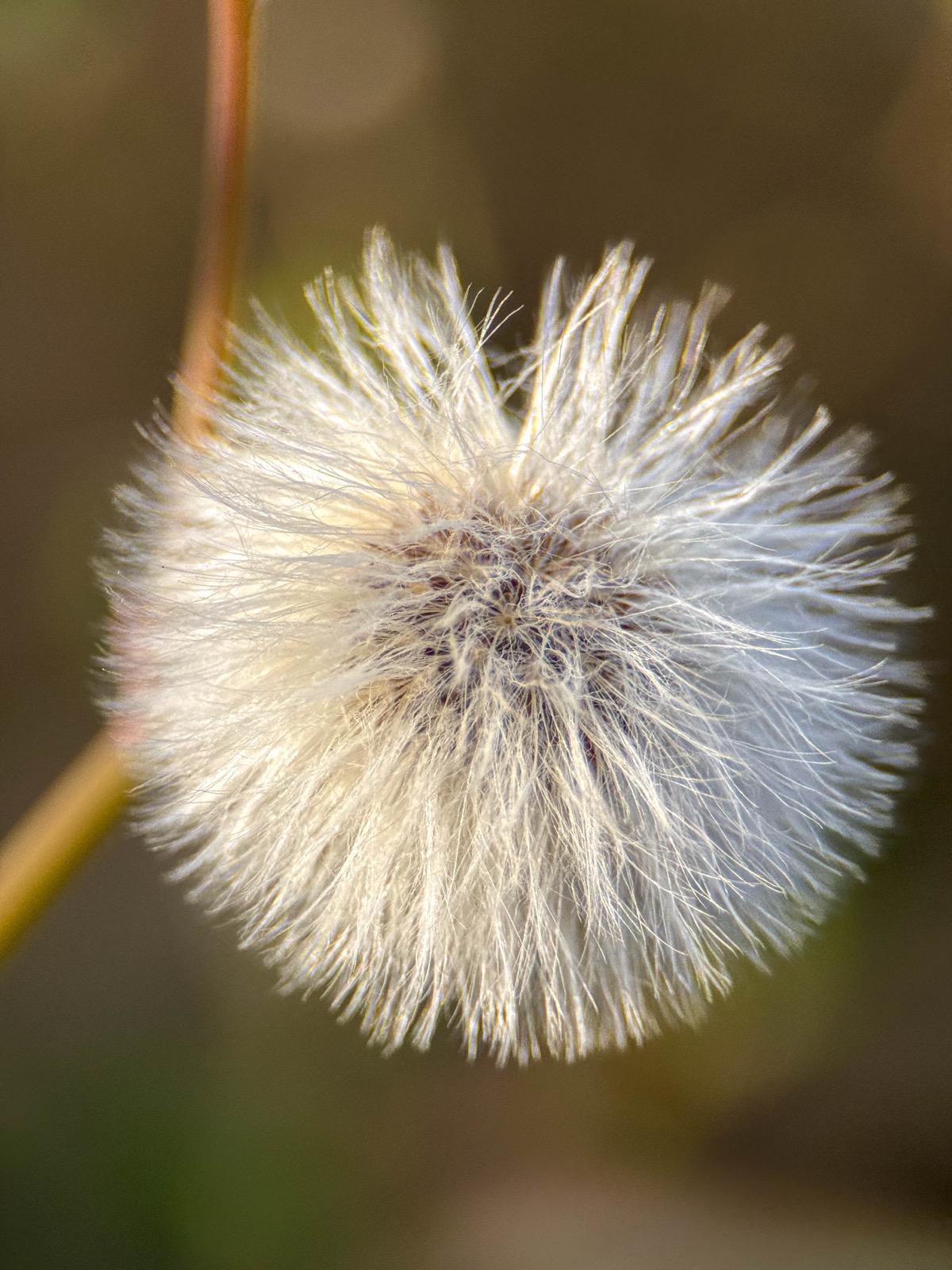 A close-up of a fluffy seed head, each seed carrying a feathery parachute ready to be carried away on the wind.
