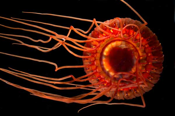 A deep-sea Atolla jellyfish glowing deep red against pitch black, its long tentacles trailing behind it