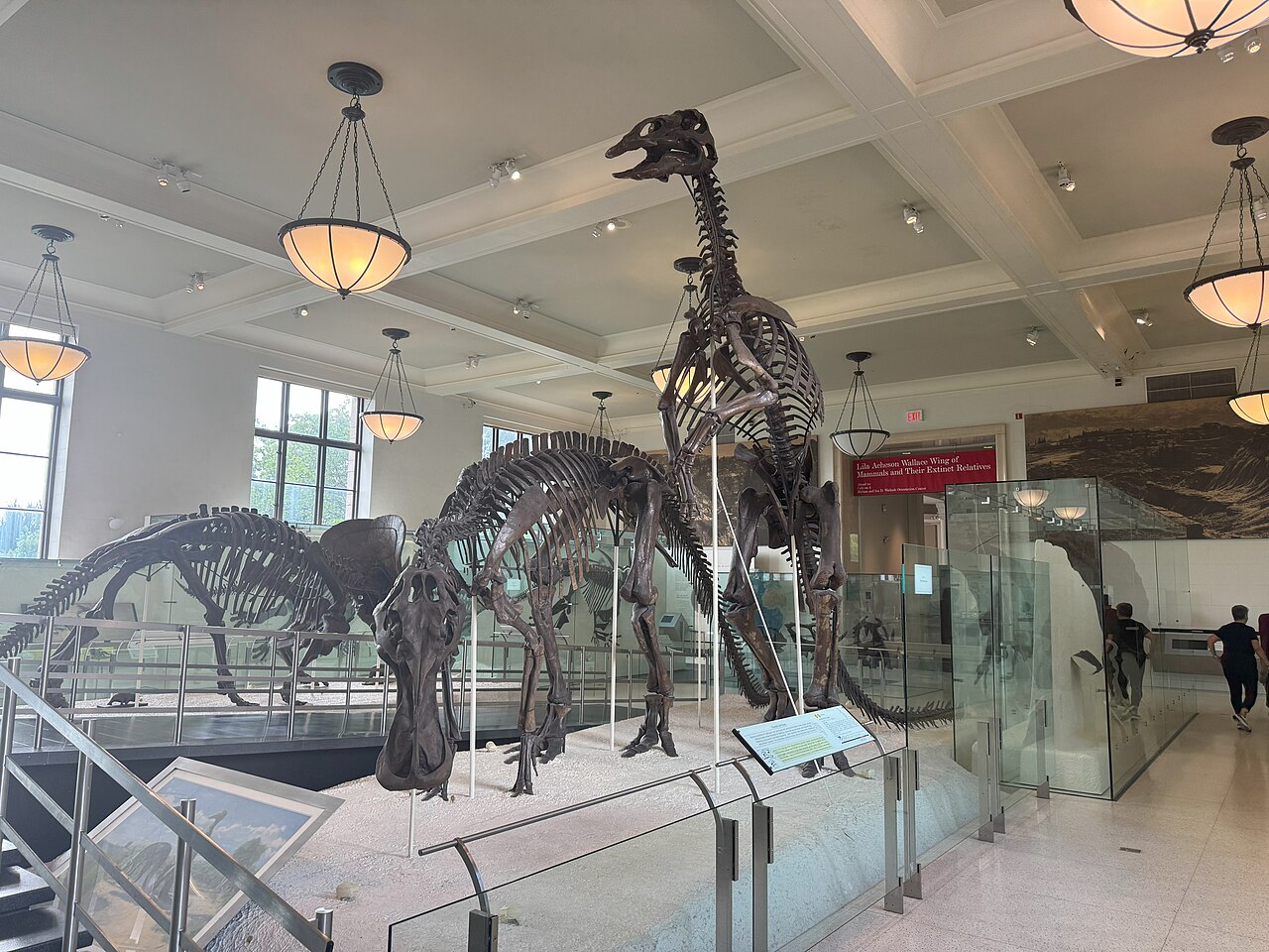 Mounted duck-billed dinosaur skeletons standing in a museum hall, rebuilt bone by bone
