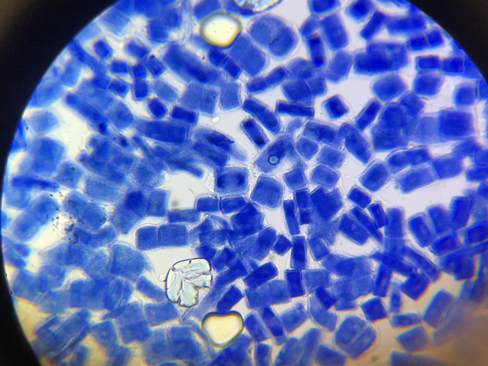 Microscope view of onion root-tip cells stained deep blue, packed in rows as they divide and multiply.