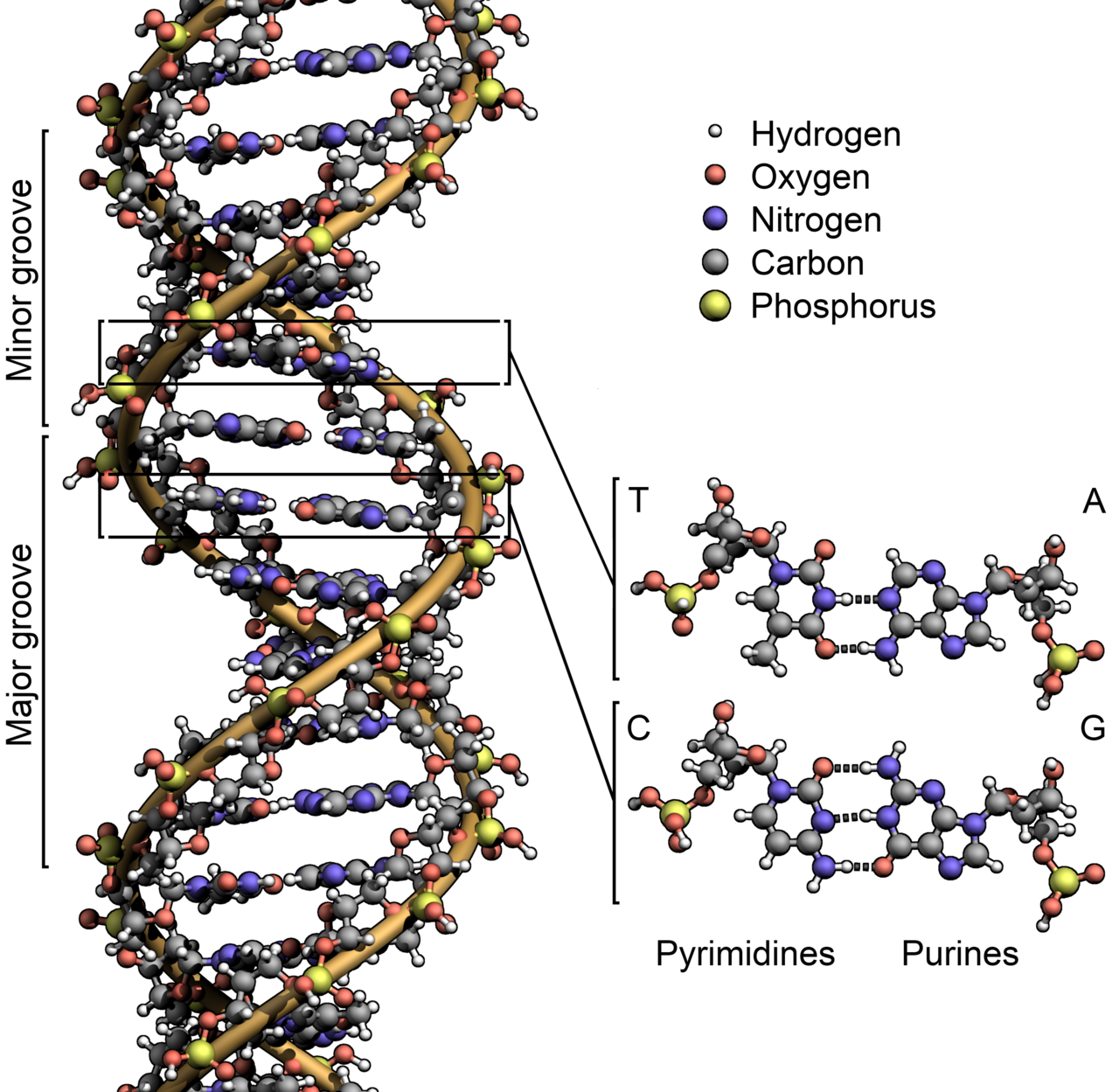 The DNA double helix, a twisted ladder whose rungs spell out a chemical code.