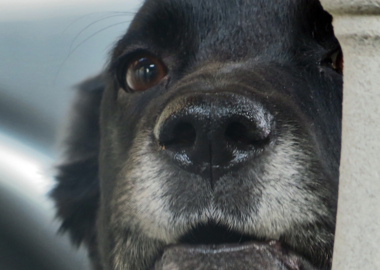 An extreme close-up of a dog’s damp black nose and muzzle.