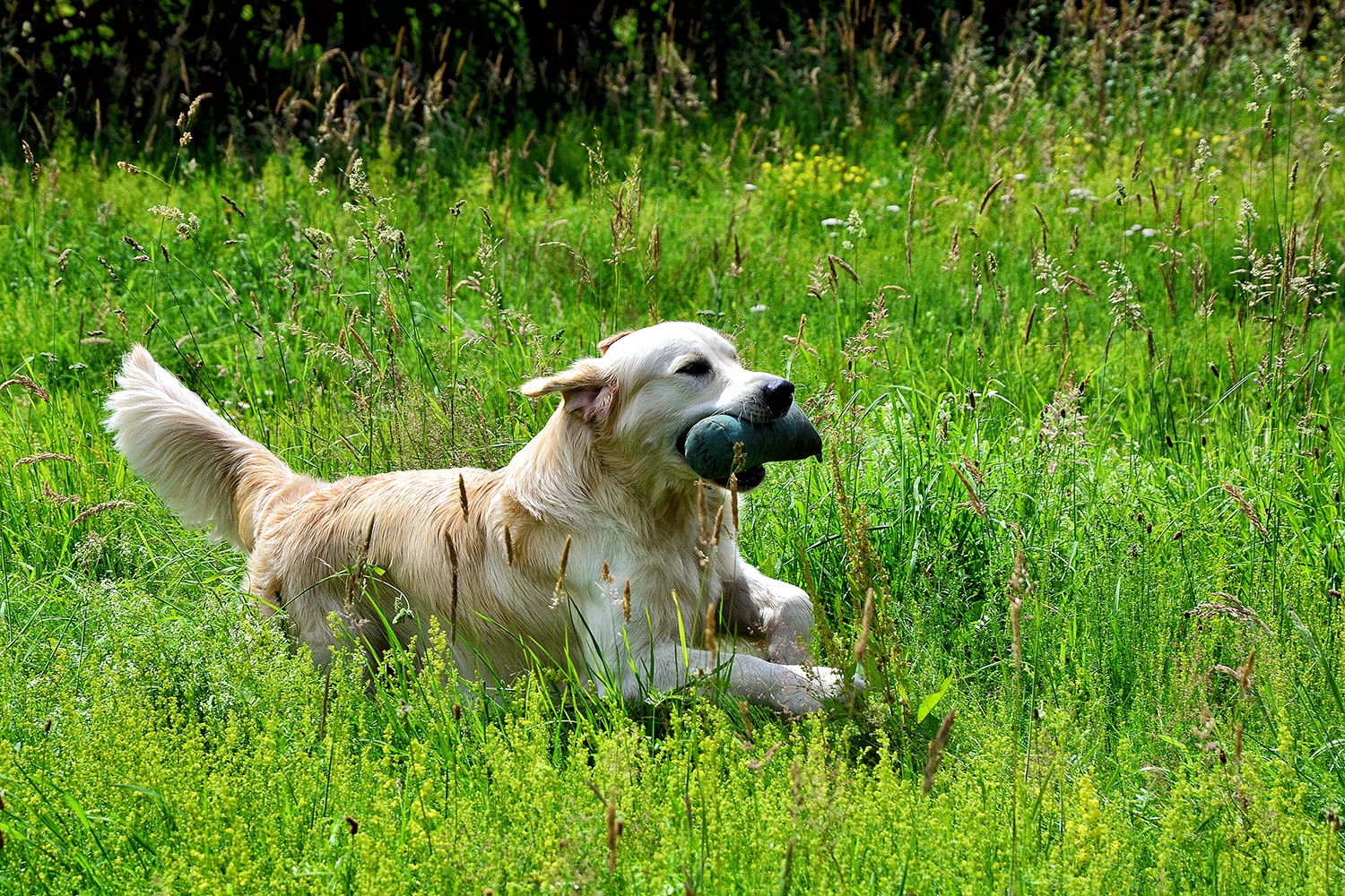A golden retriever bounding through long grass carrying a training dummy, its whole body loose and its tail swinging