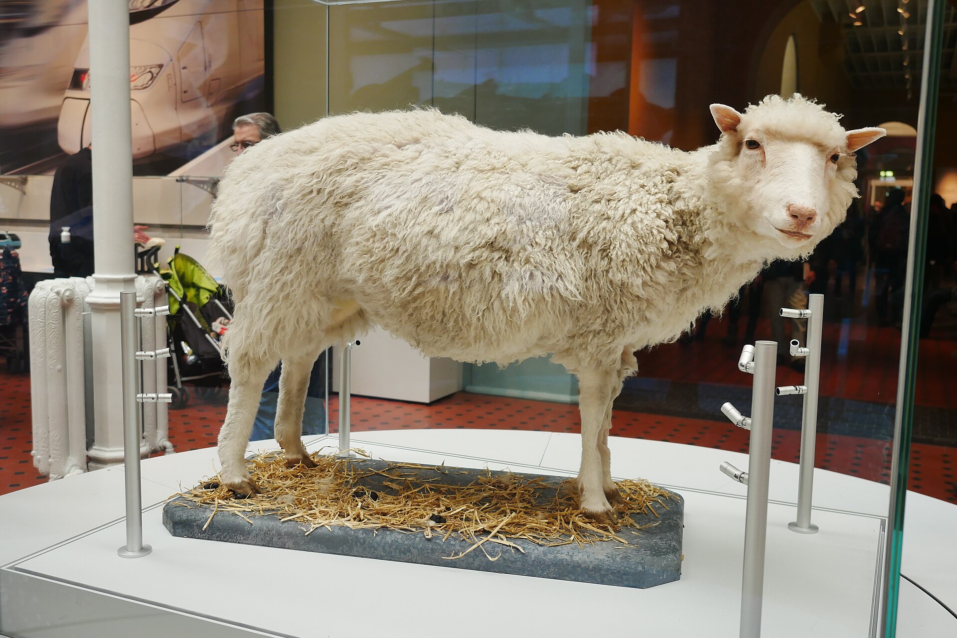 Dolly the sheep, preserved and mounted on straw in a glass display case at the National Museum of Scotland.