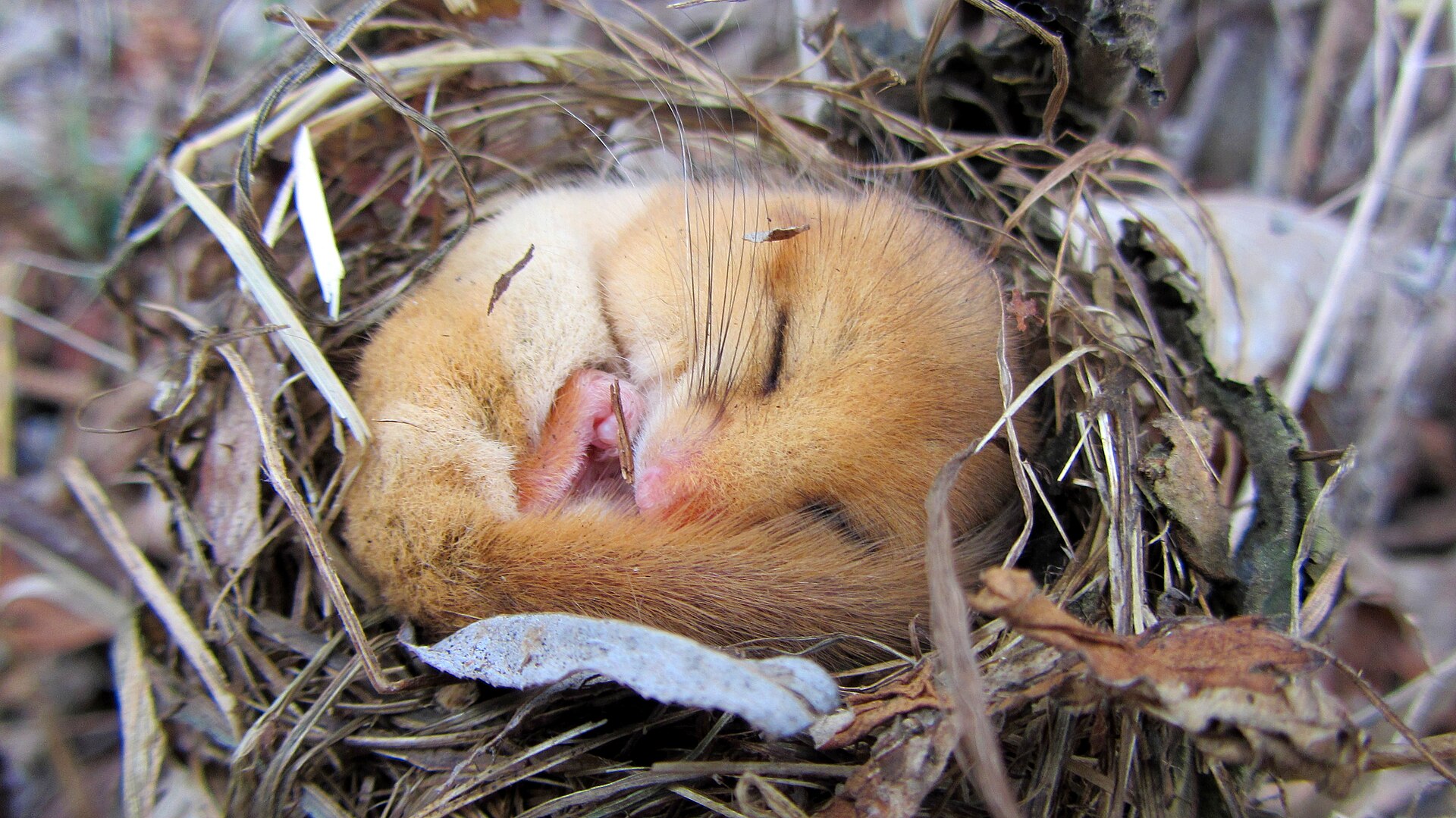 A hazel dormouse curled into a tight golden ball, fast asleep in a nest of dry grass and leaves
