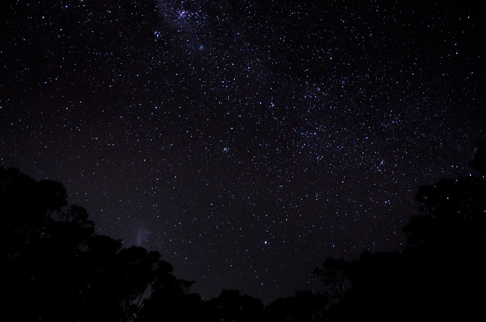 A sky full of stars above dark tree silhouettes, the deep of night when we dream.