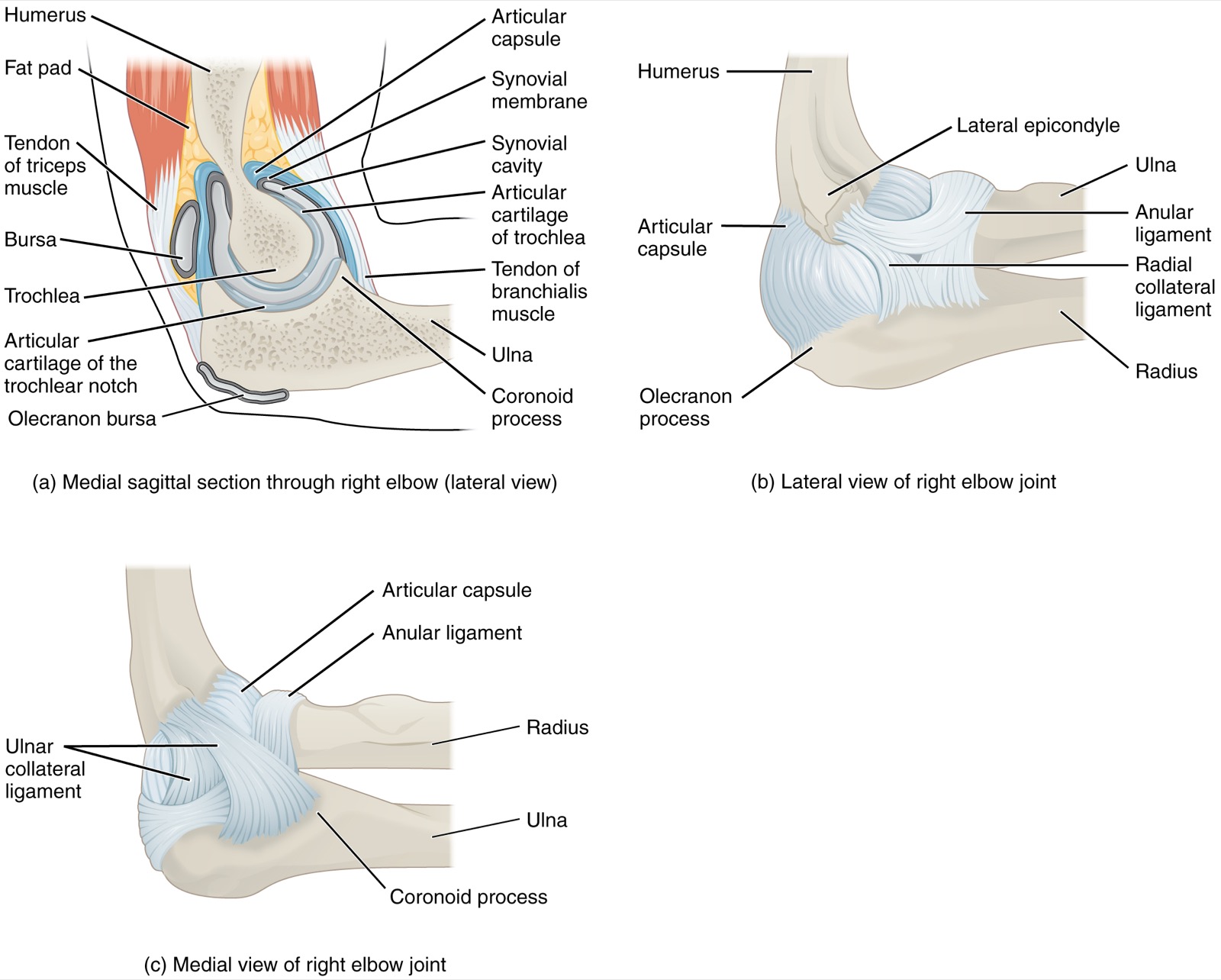 Anatomical diagrams of the elbow joint, where the upper-arm and forearm bones meet.