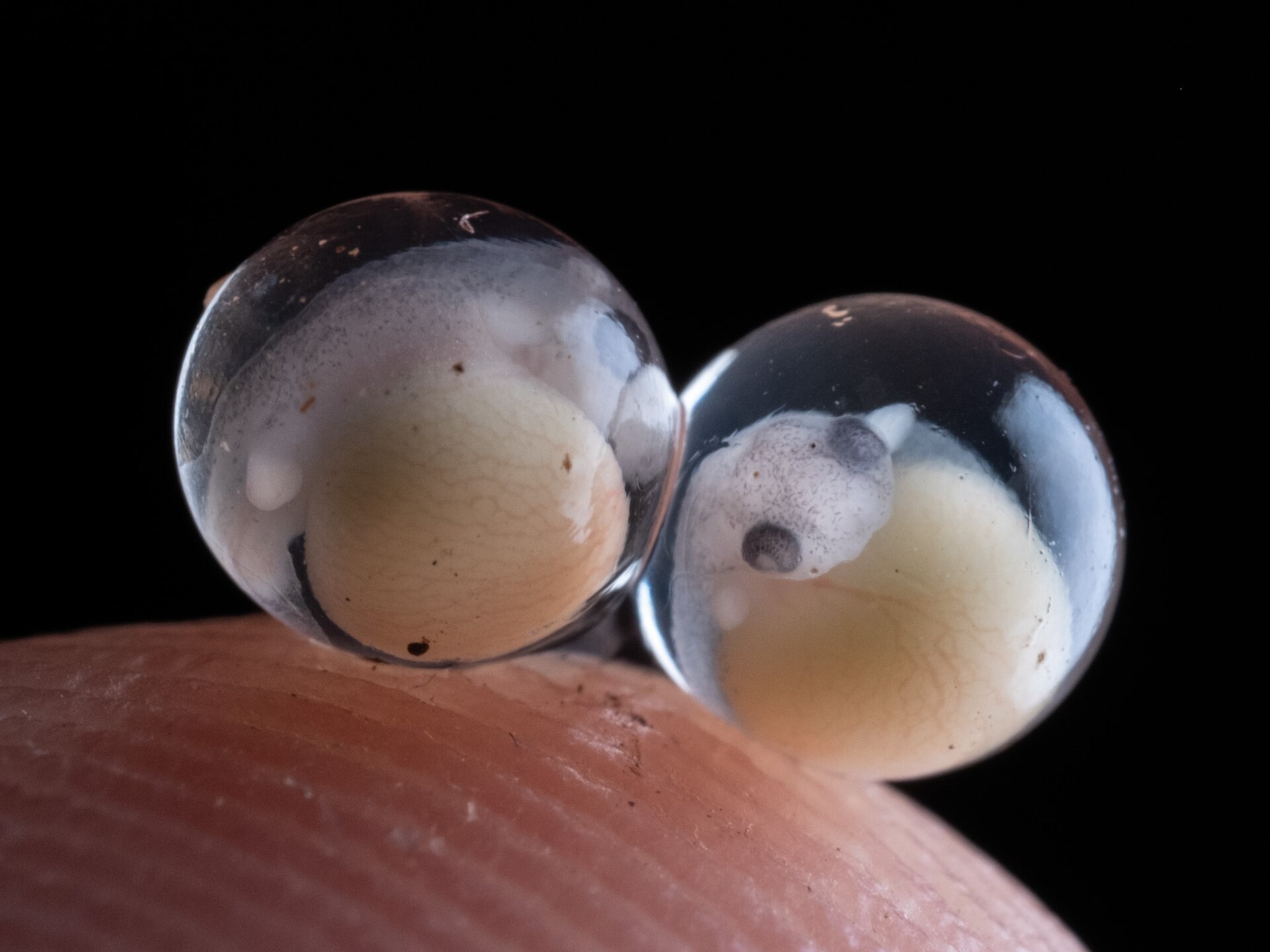 Two tiny transparent frog eggs resting on a fingertip, each with a developing embryo curled inside beside a pale yolk.