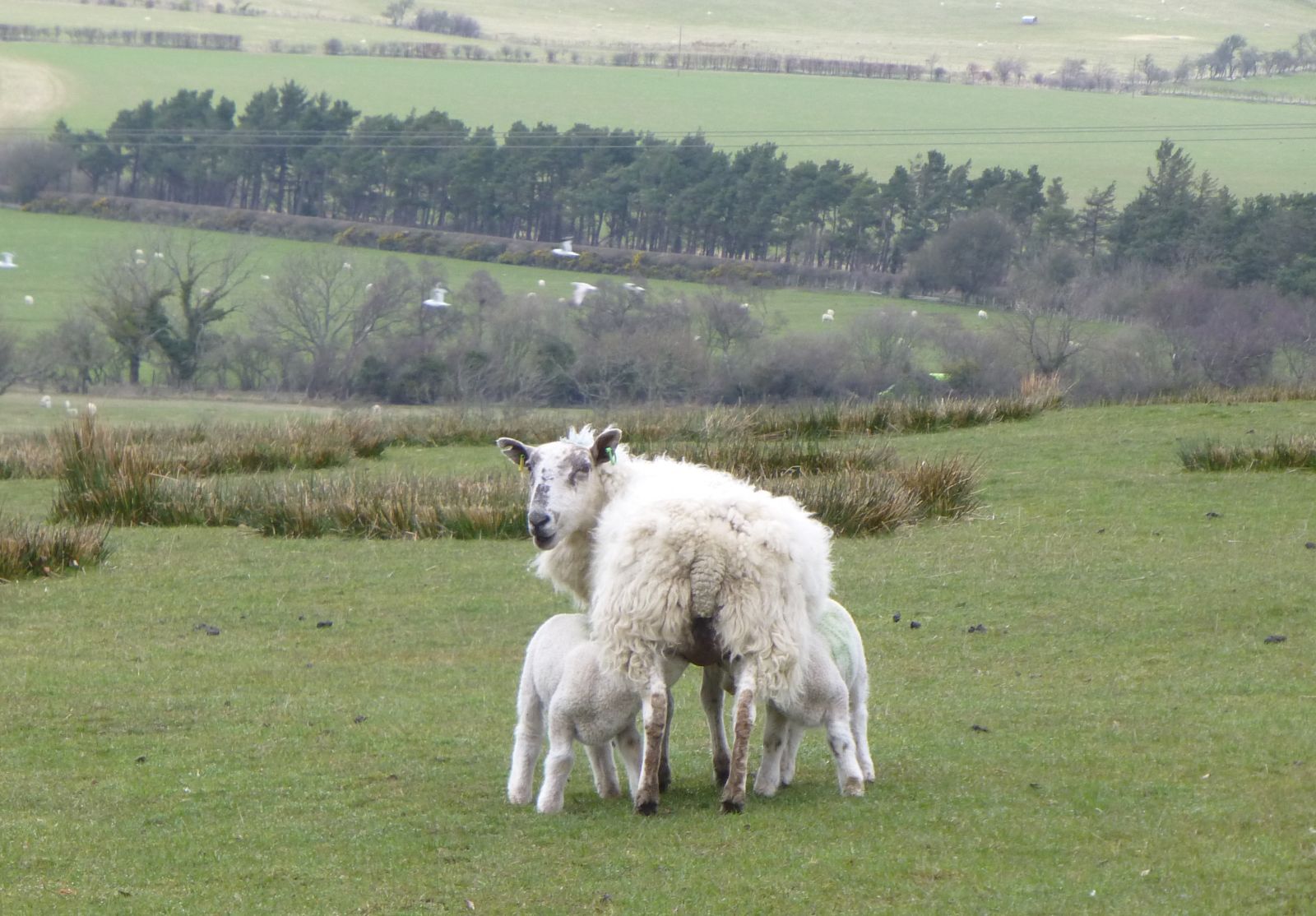 A ewe standing in a green field while two lambs suckle underneath her.