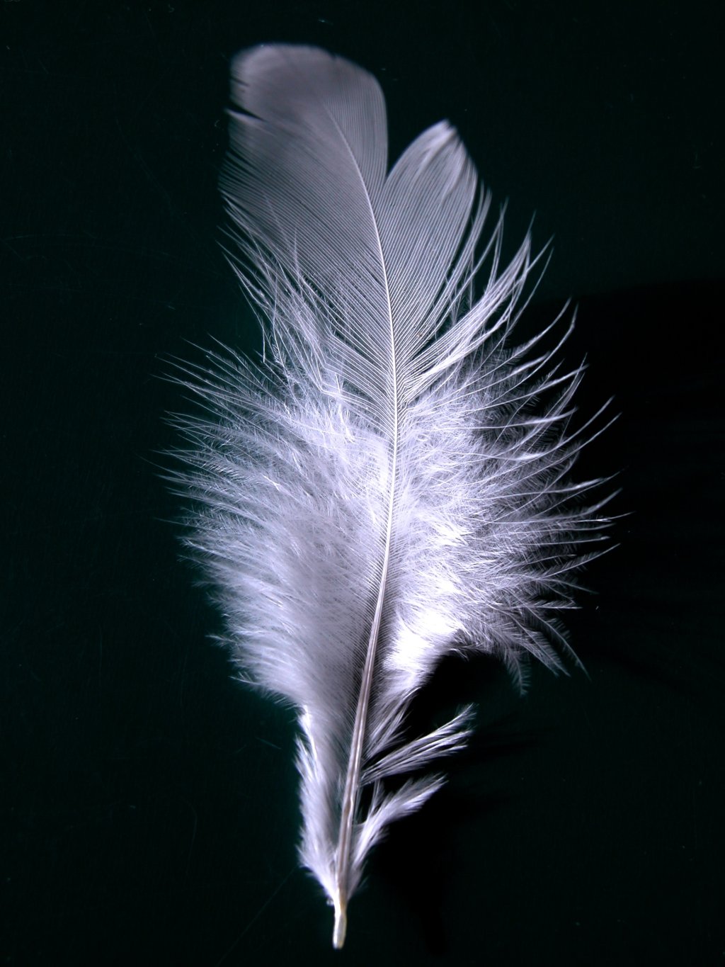 A soft feather, the classic tickle that somehow never works on yourself.