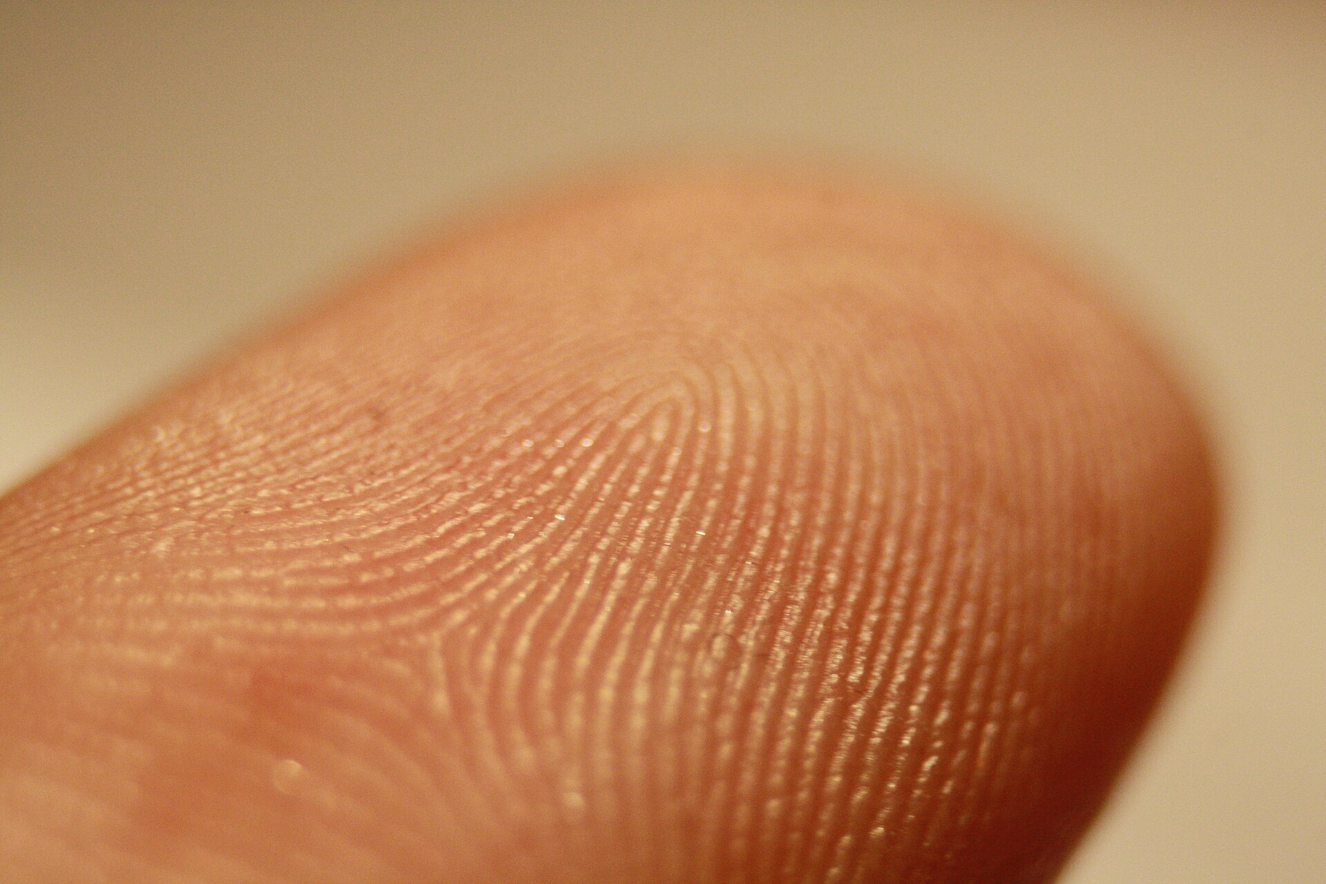 An extreme close-up of a fingertip showing the ridges and tiny pores of the fingerprint, and nothing else.
