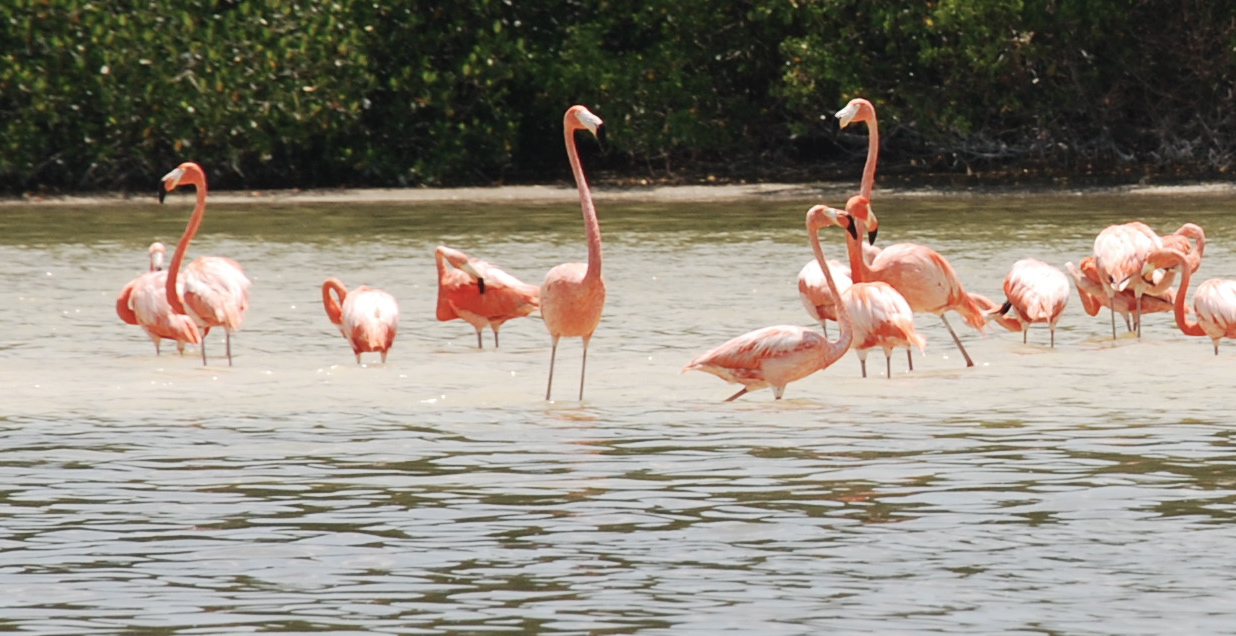 A flock of pink flamingos wading through shallow water, some with heads down feeding in the shallows